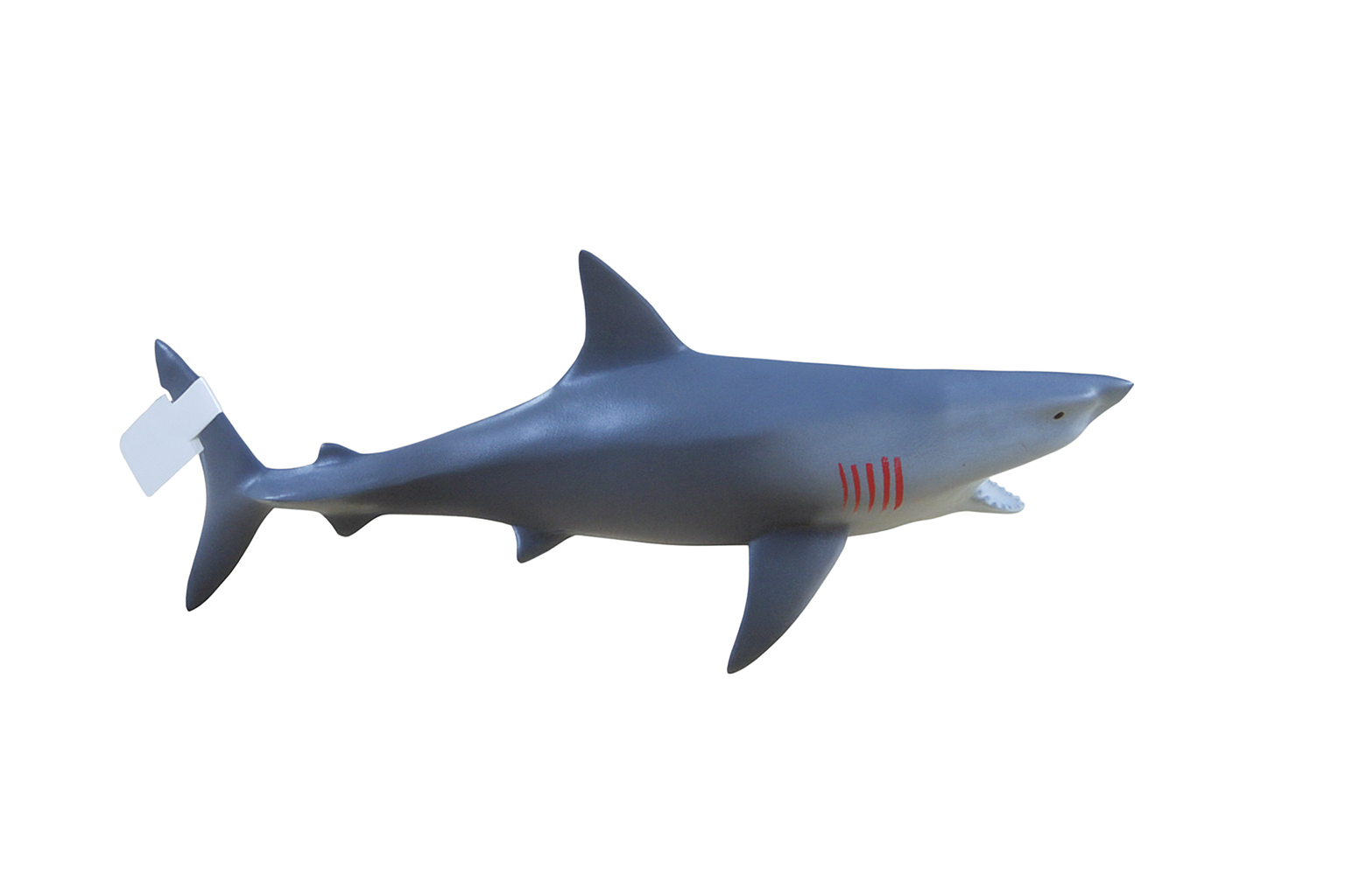 Squeaky Shark Learning Buddy