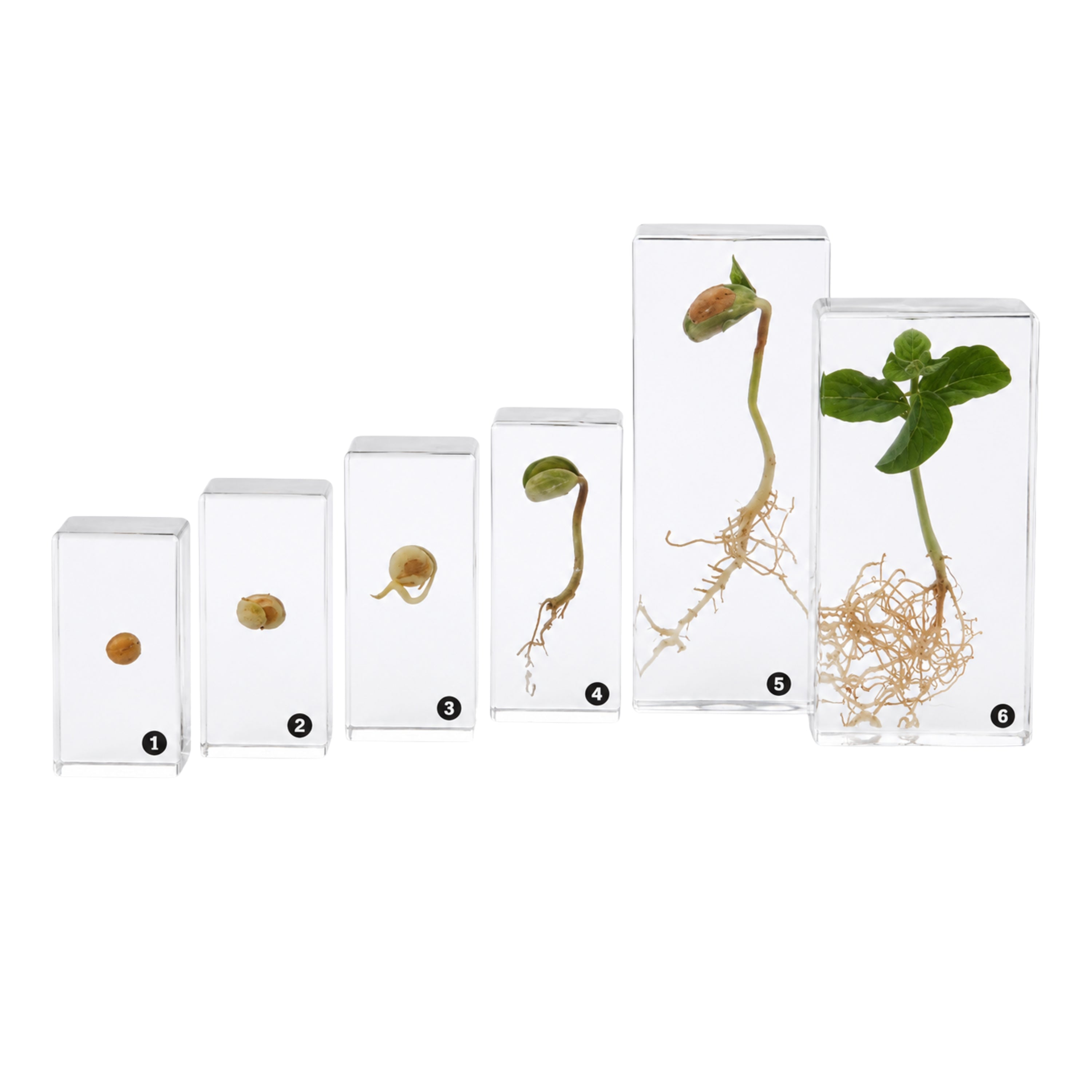 Encased Bean Germination Stages Set | Poly-Resin Models for Teaching Plant Growth