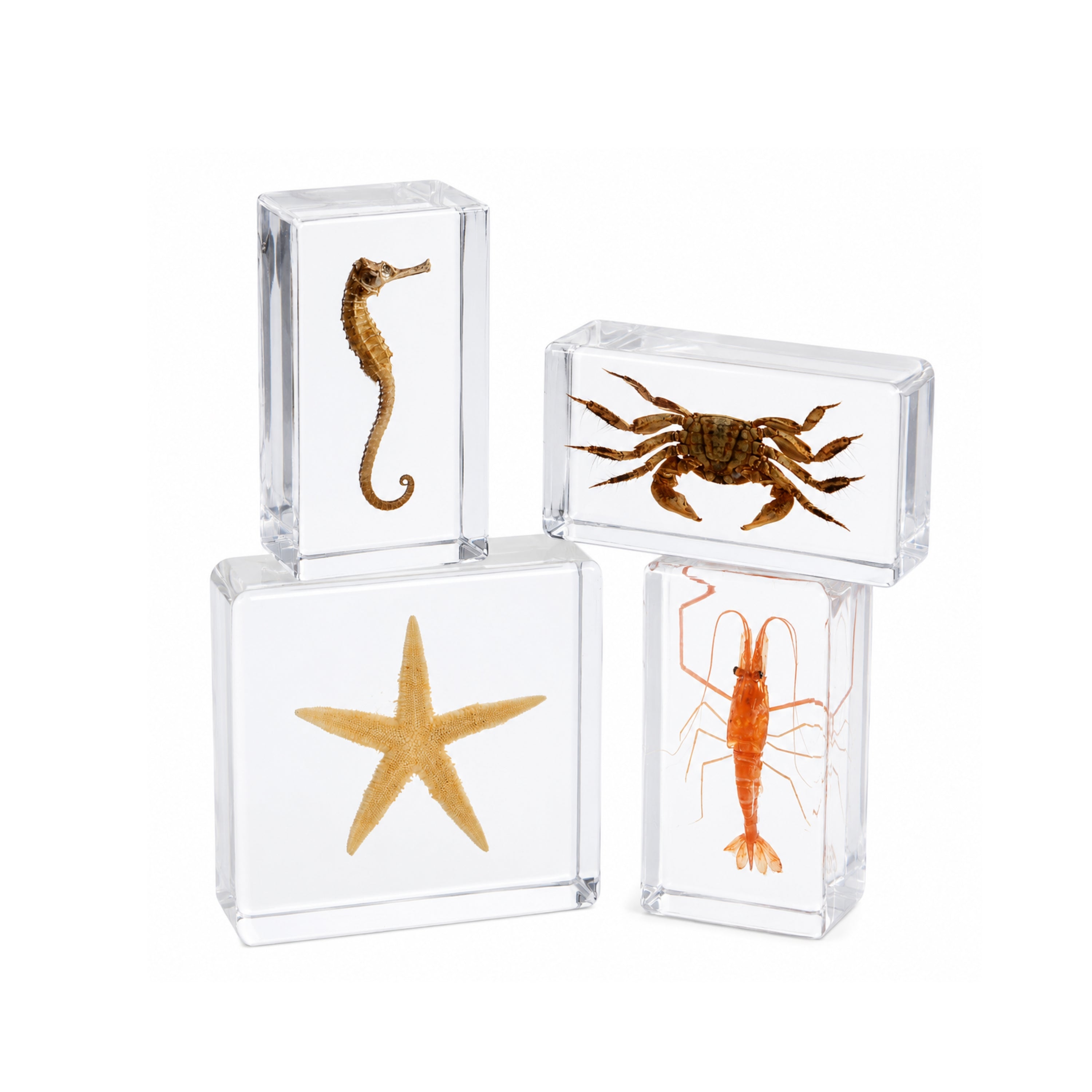 Acrylic Specimens Sealife - Set of 4