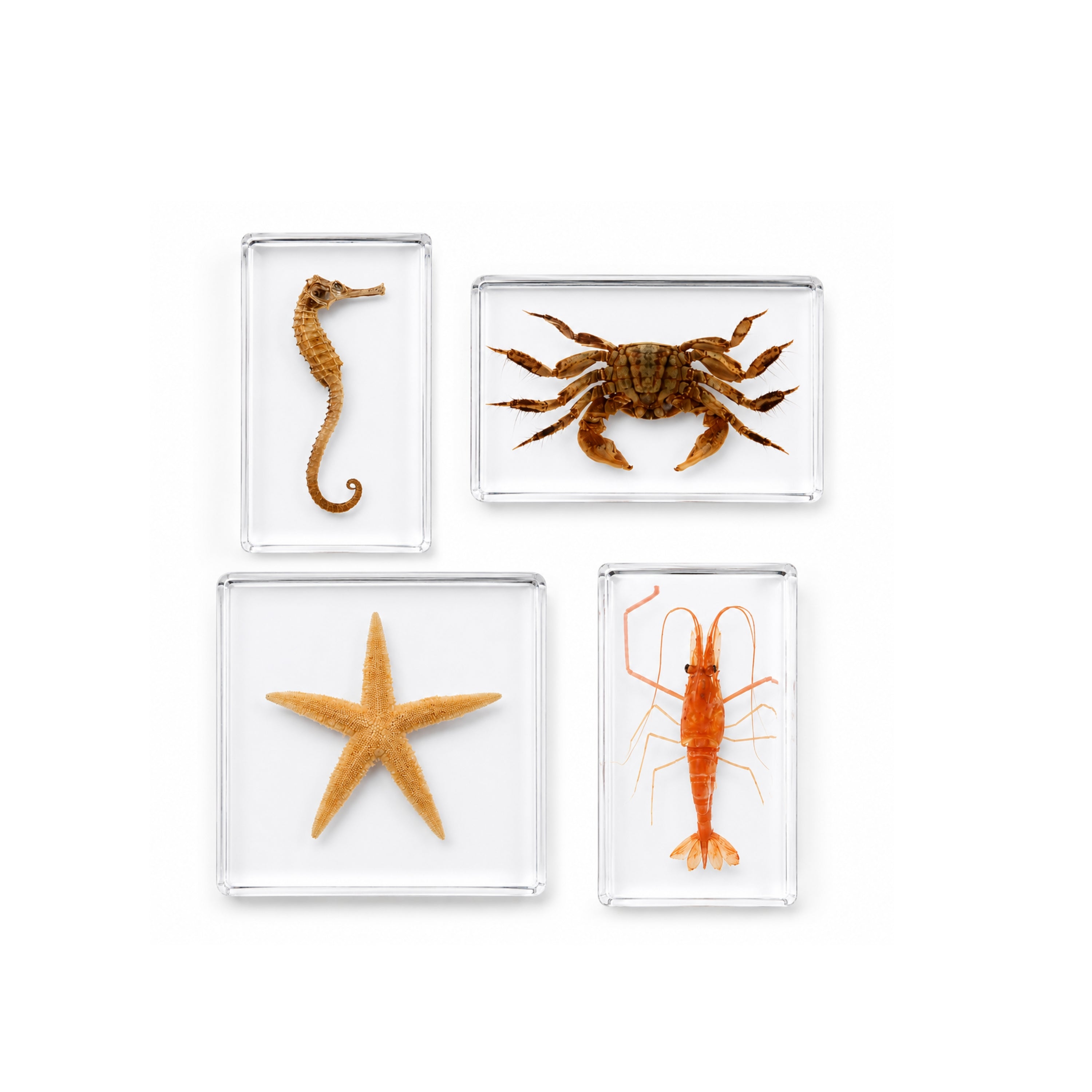 Acrylic Specimens Sealife - Set of 4