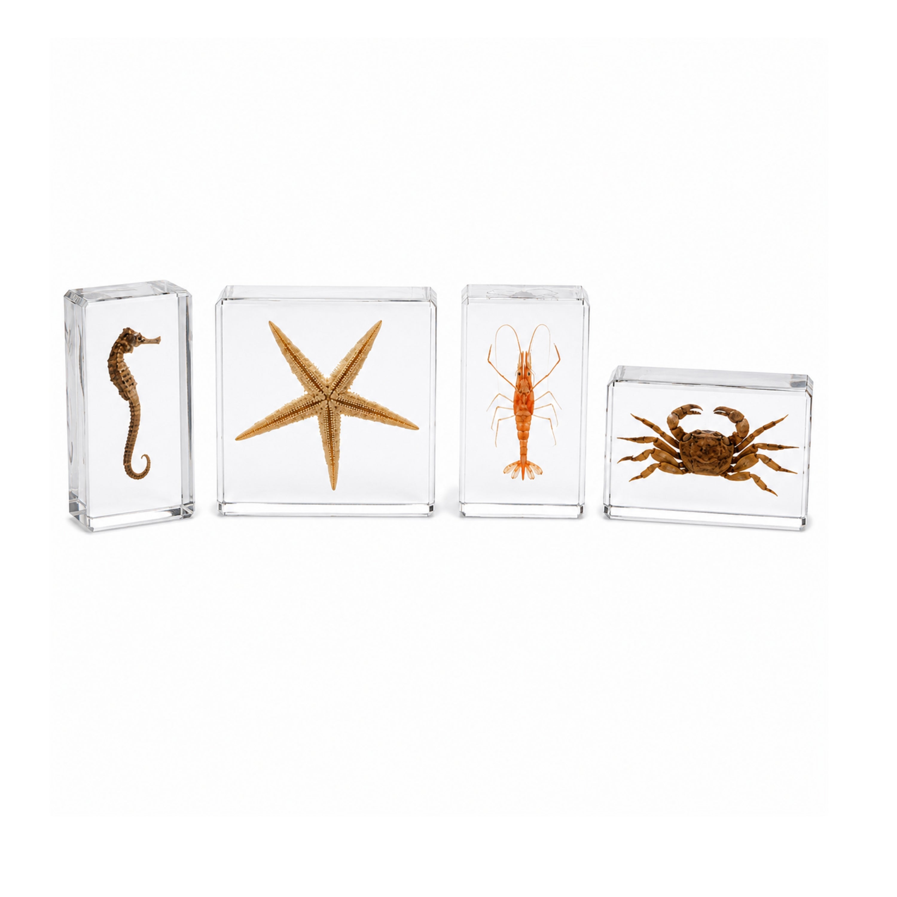 Acrylic Specimens Sealife - Set of 4