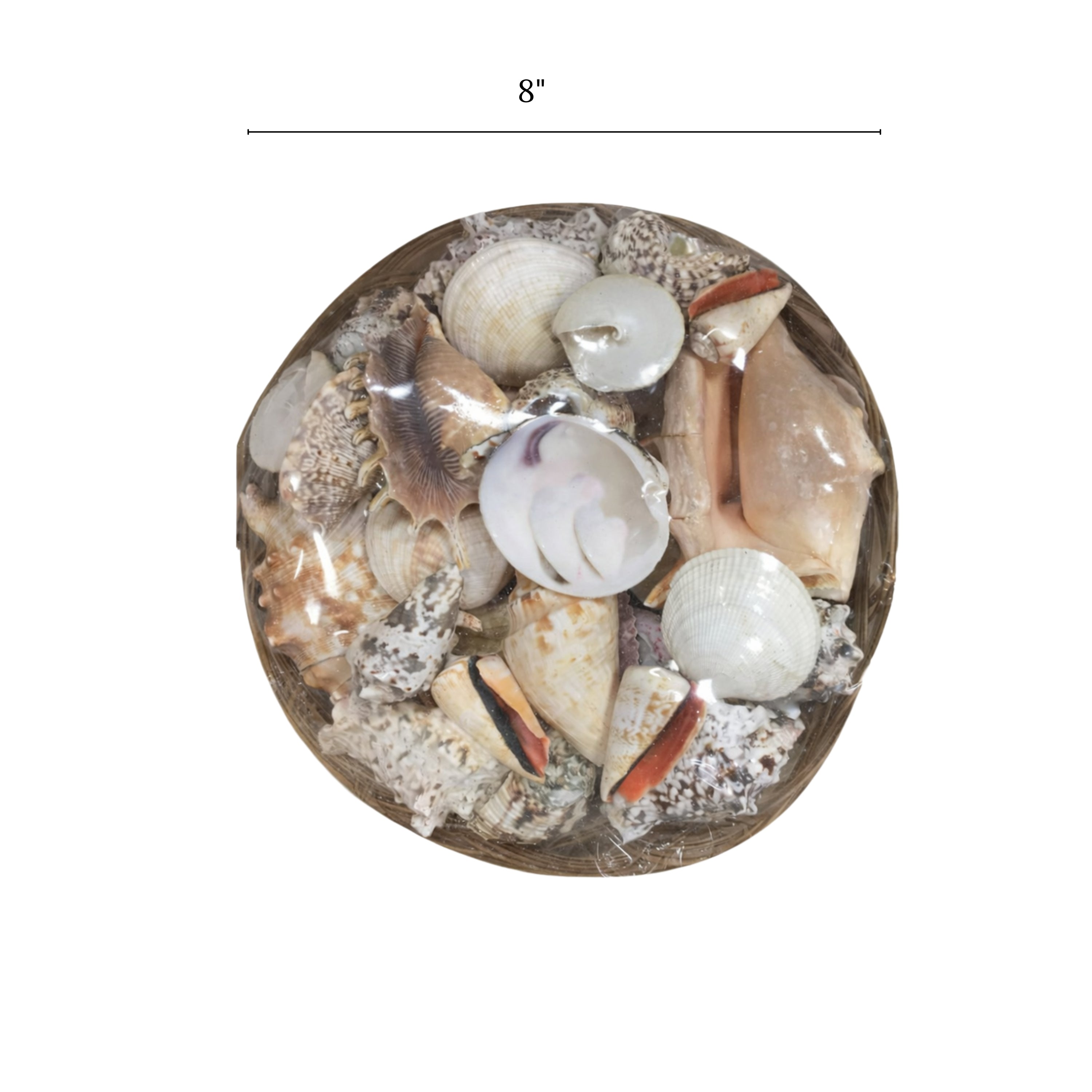 8" Basket of Shells