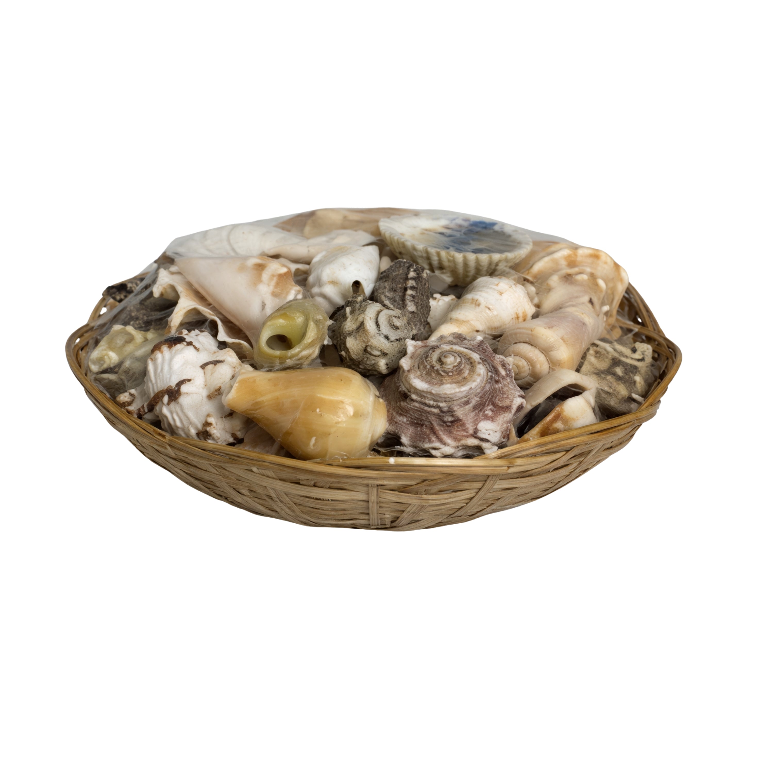8" Basket of Shells
