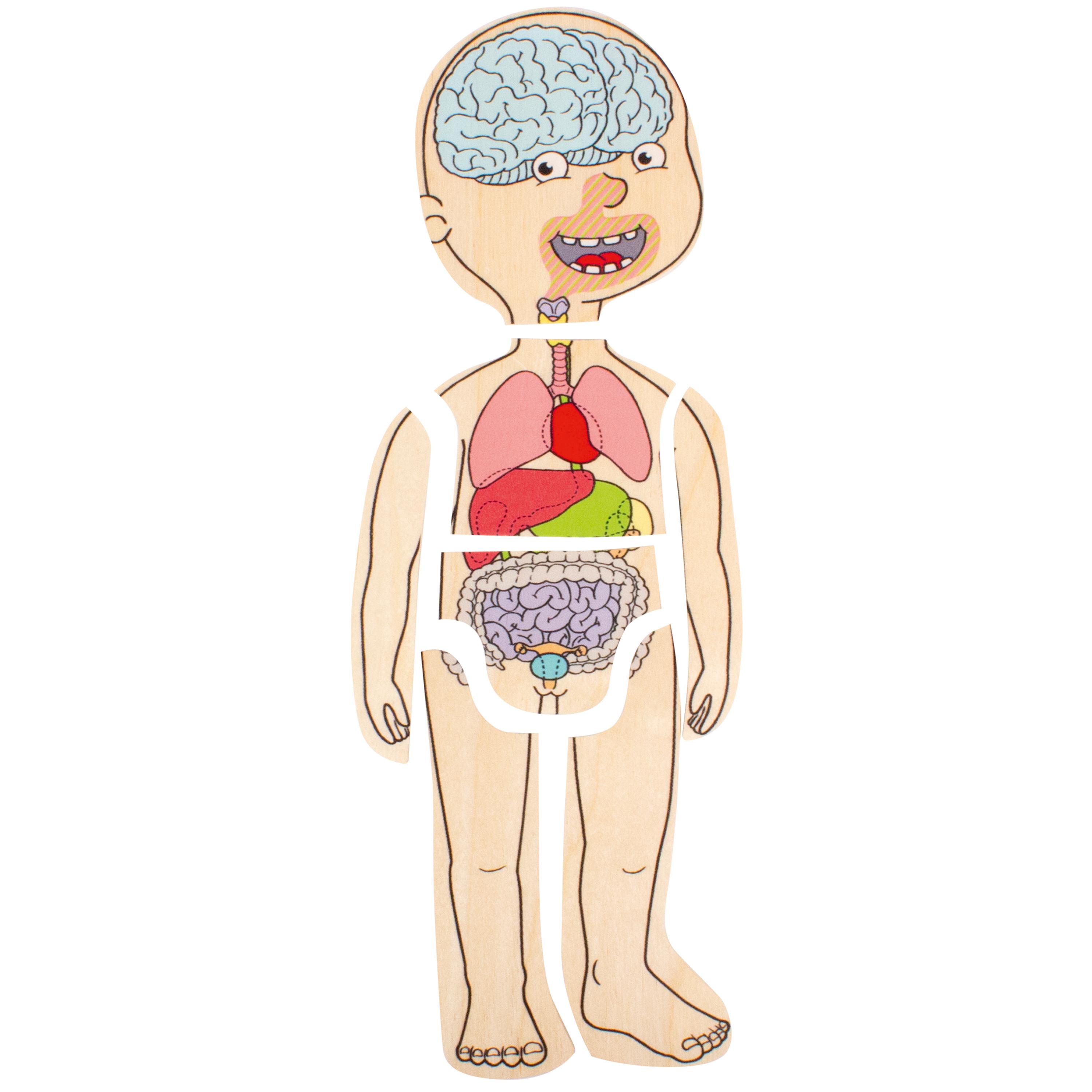 Discover Your Body Puzzles