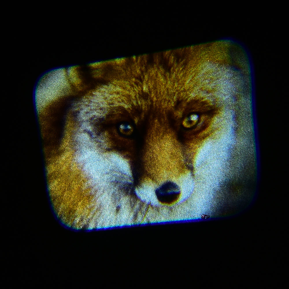 Animal Projector