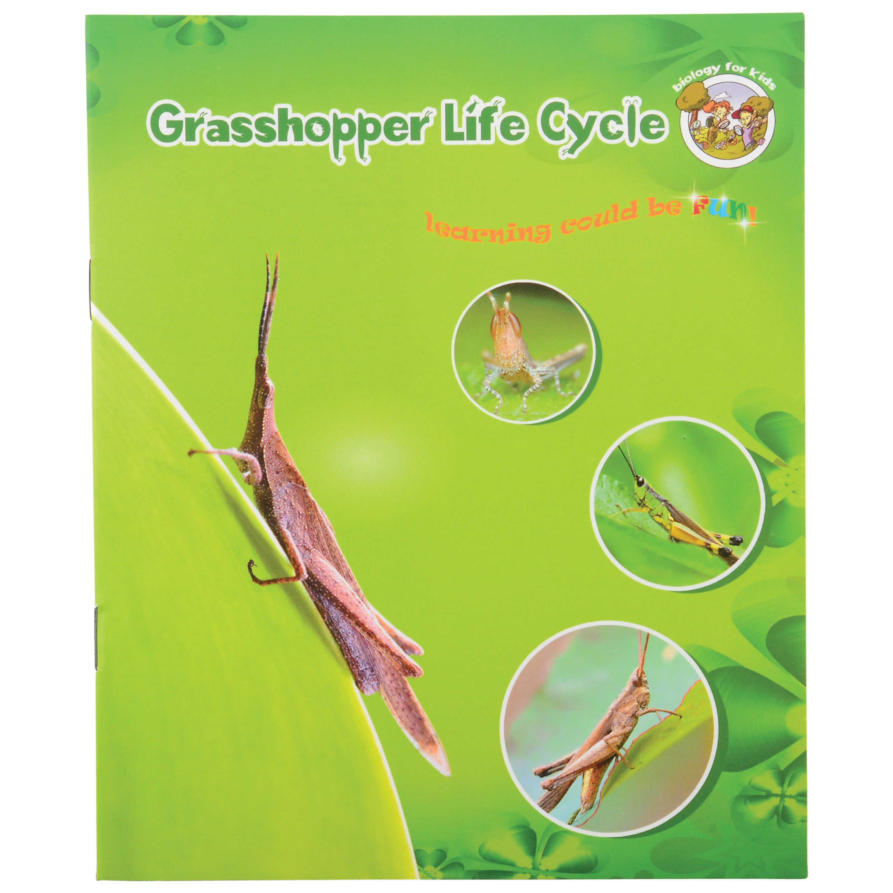 Grasshopper Life Cycle Discovery Set | 5-Piece Educational Model with Guide