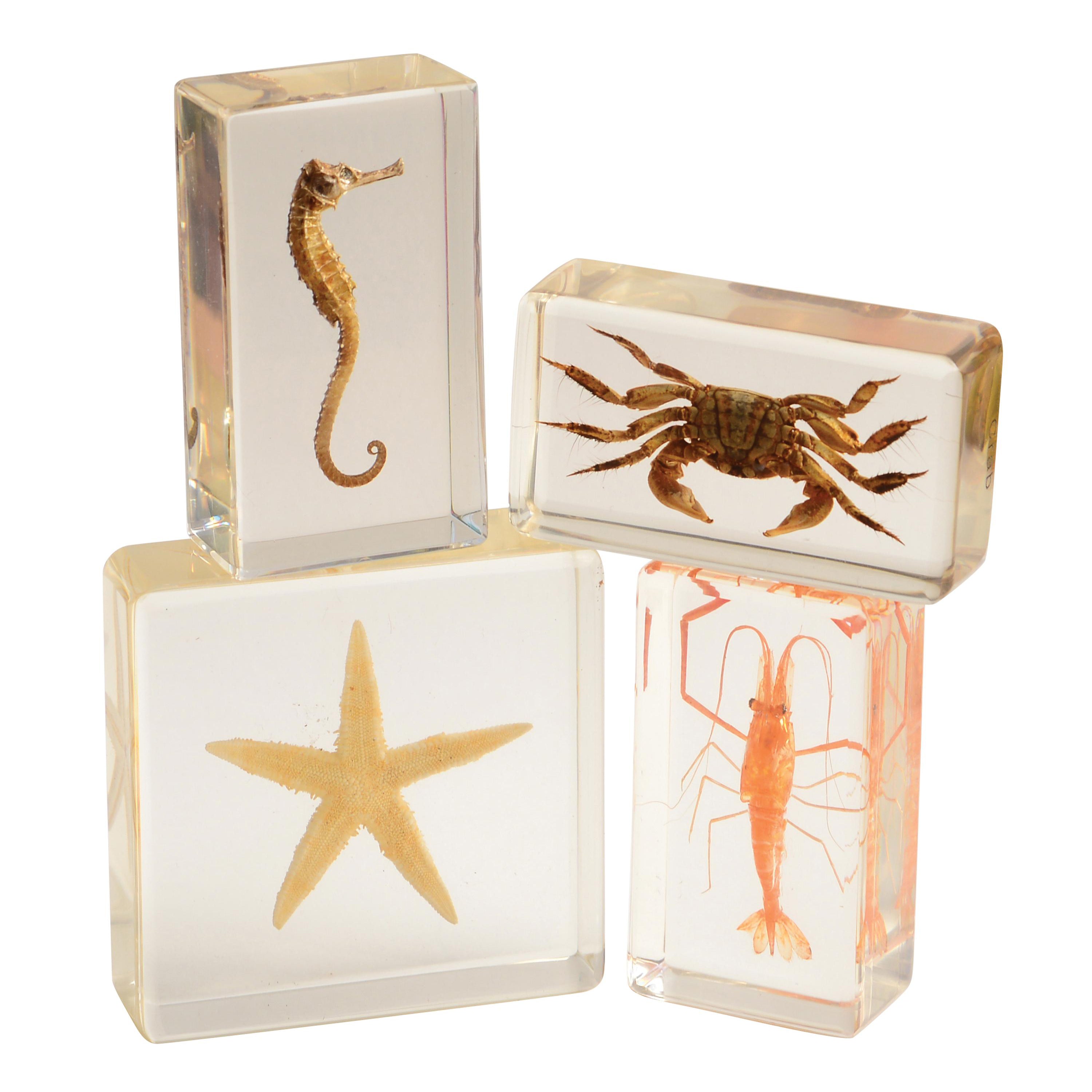 Encased Sea Life