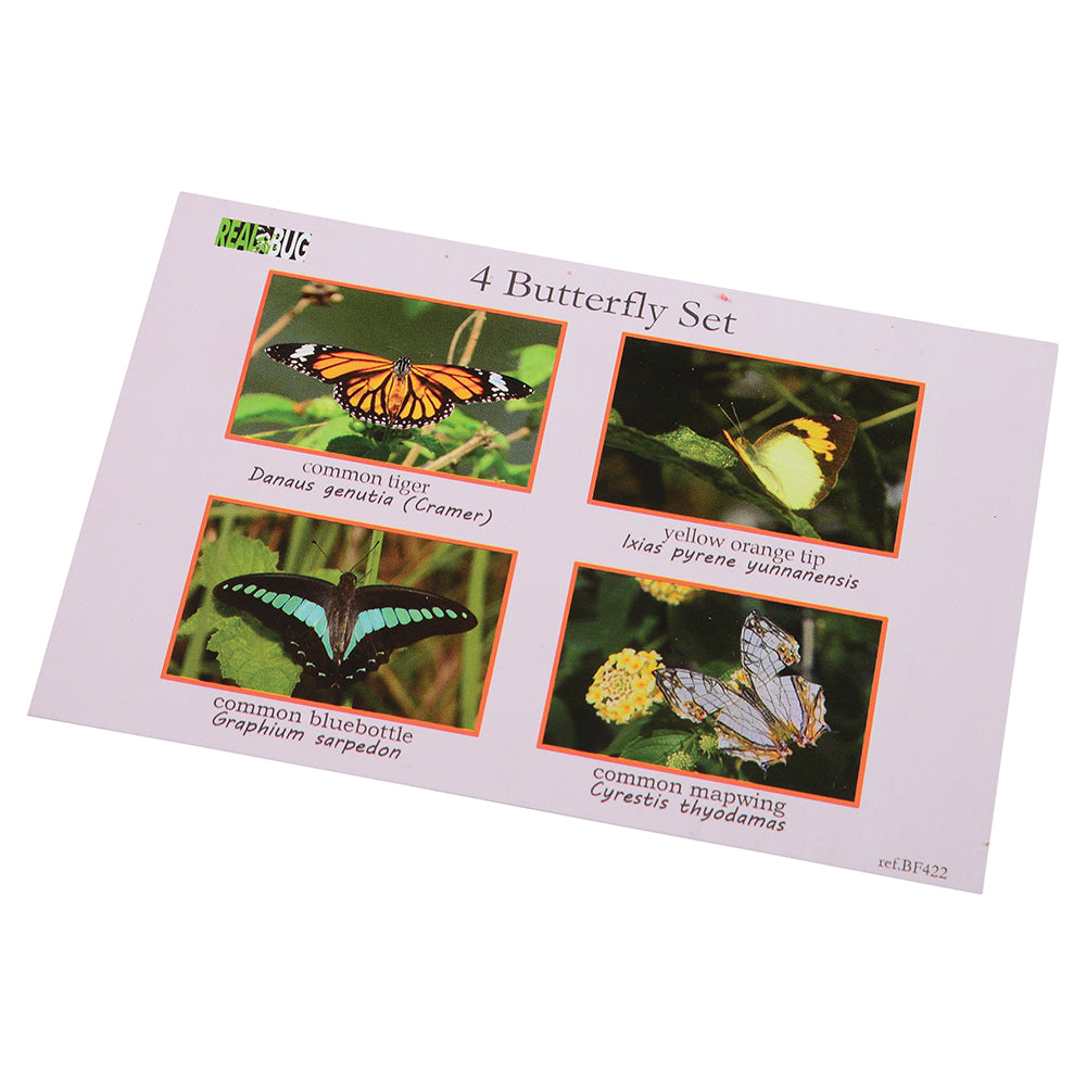 Educational Encased Butterfly Identification Cards