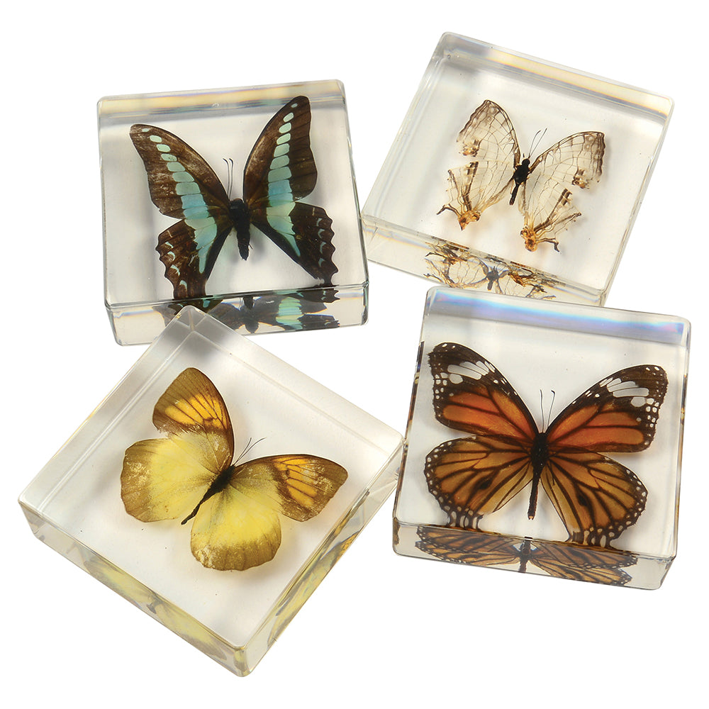 Educational Encased Butterfly Set | 4-Piece Collection with Identification Cards