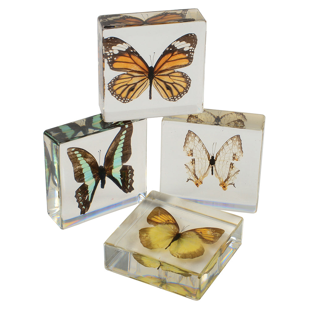 Educational Encased Butterfly Set | 4-Piece Collection with Identification Cards