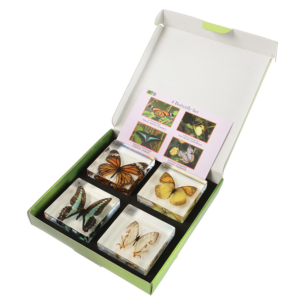 Educational Encased Butterfly Set | 4-Piece Collection with Identification Cards