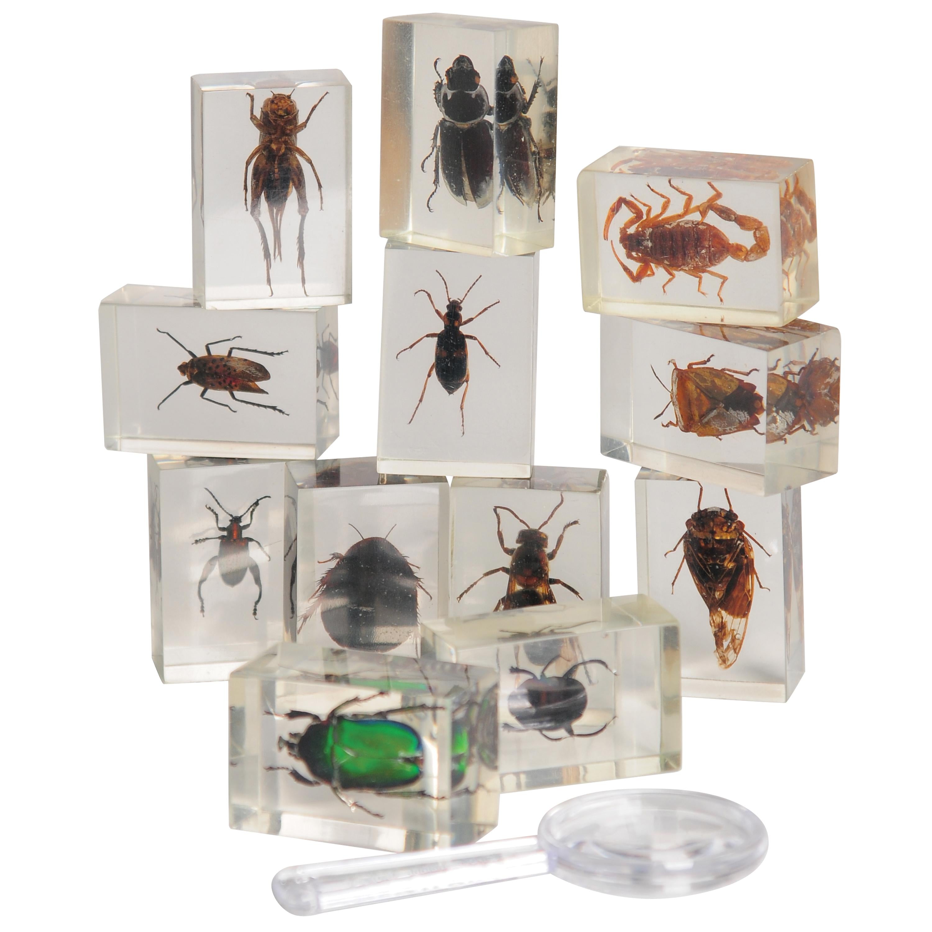 A set of clear resin specimen cubes containing preserved insects and beetles, arranged on a white background with a small magnifying glass in front.