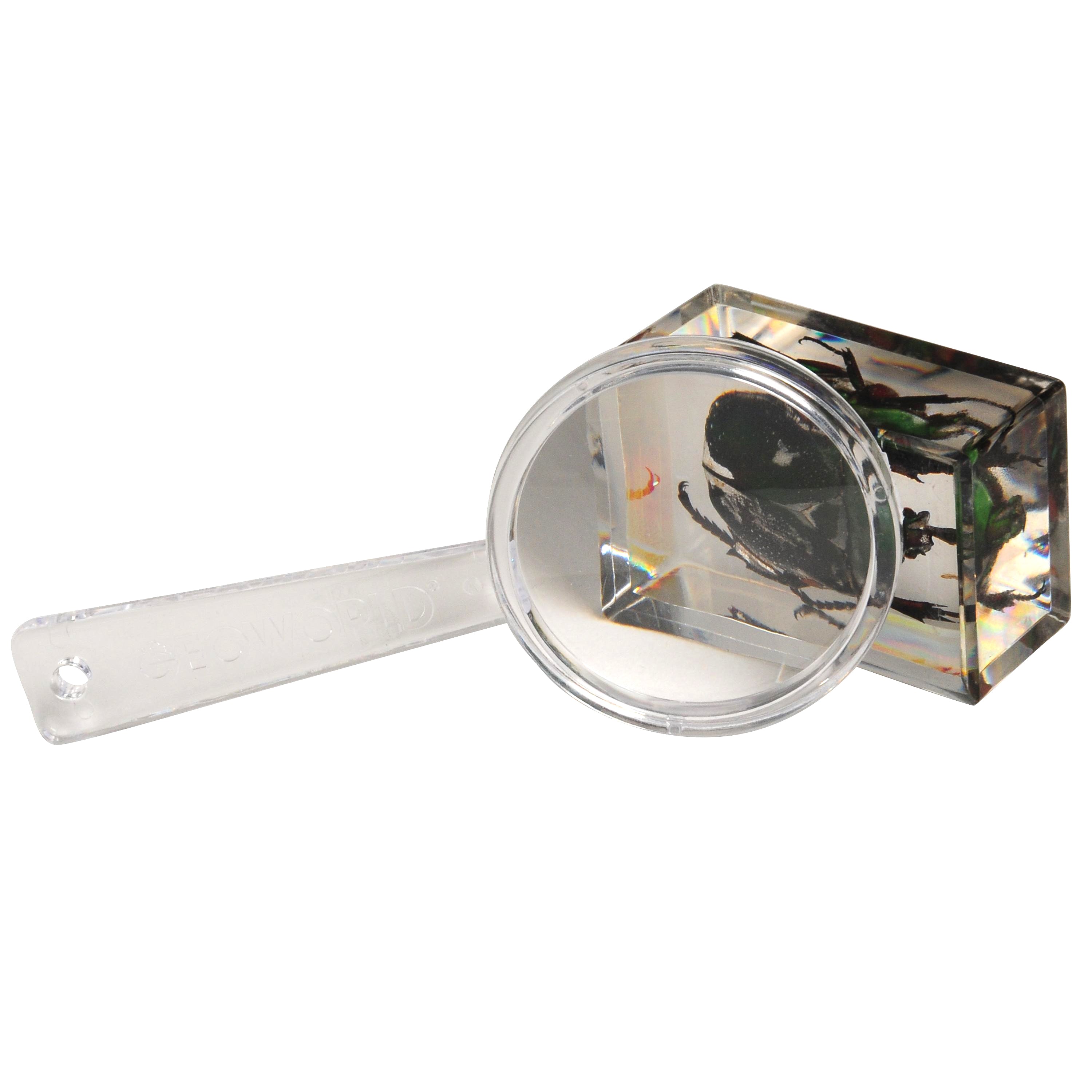 Bugs World Collection | 12 Encased Real Insects with Magnifying Glass