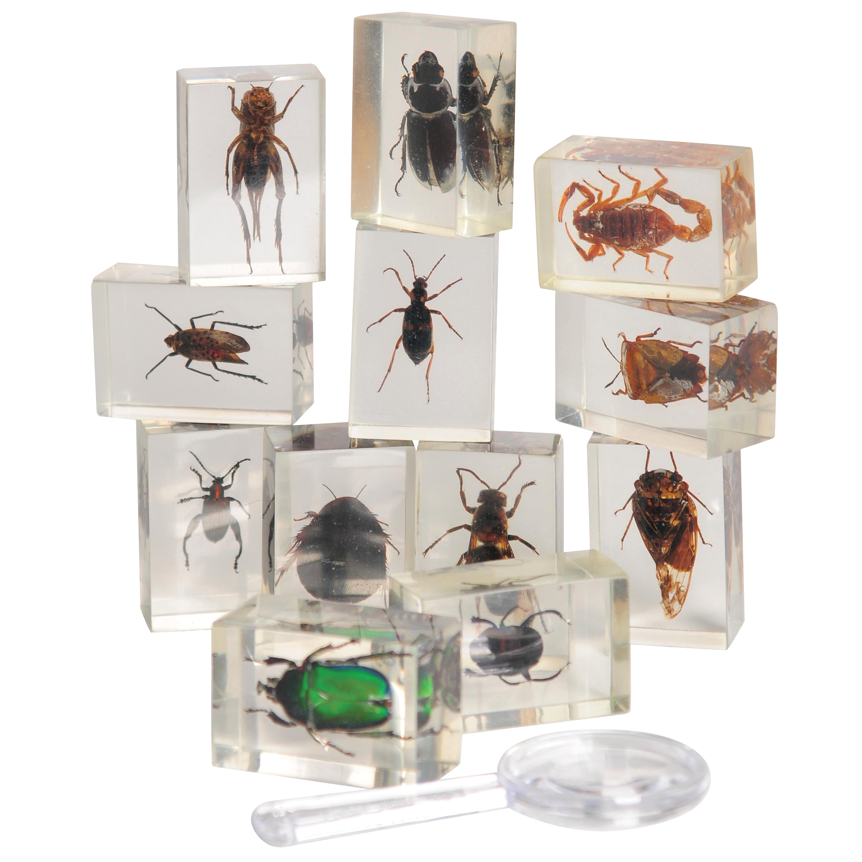 Bugs World Collection | 12 Encased Real Insects with Magnifying Glass