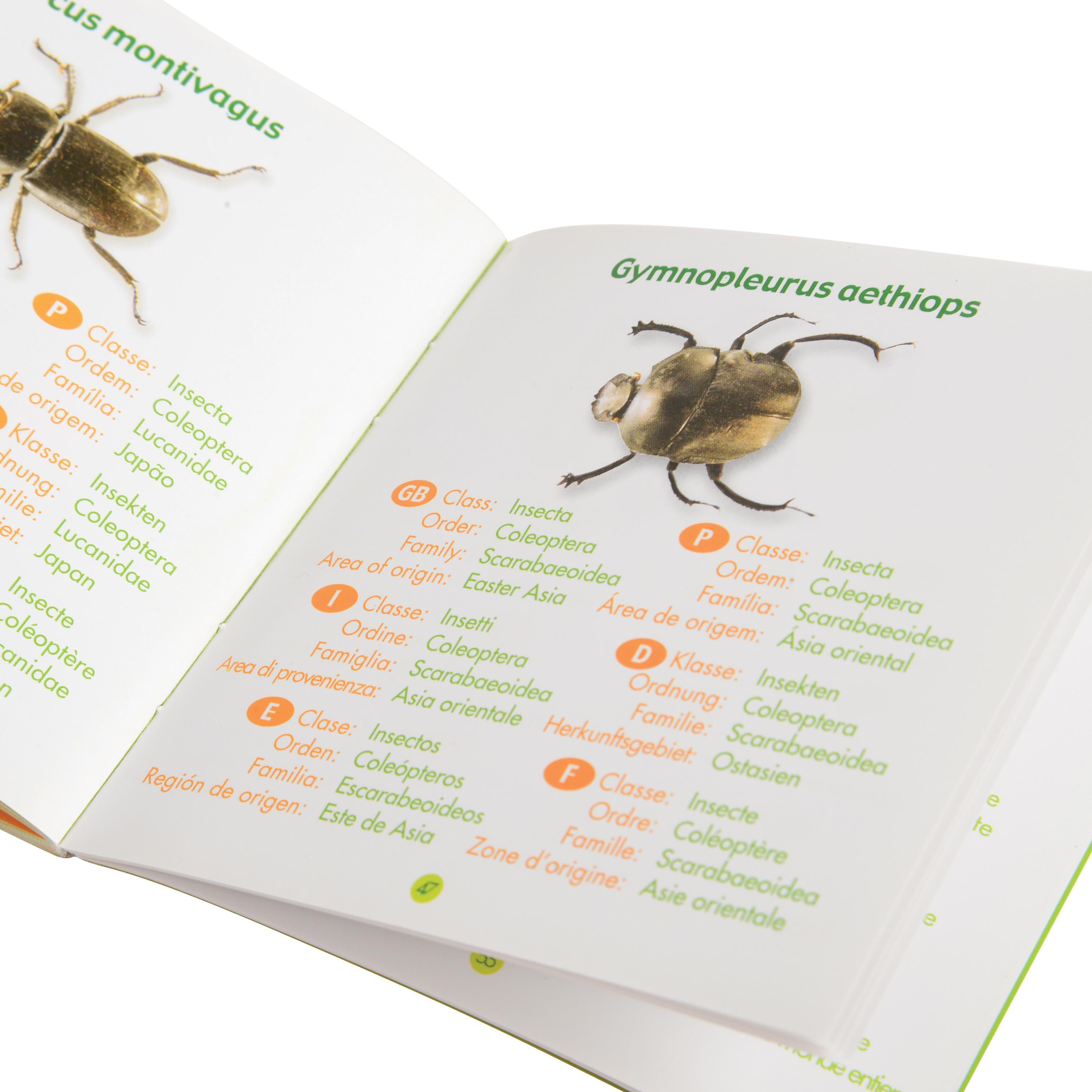 Bugs World Collection | 12 Encased Real Insects with Magnifying Glass