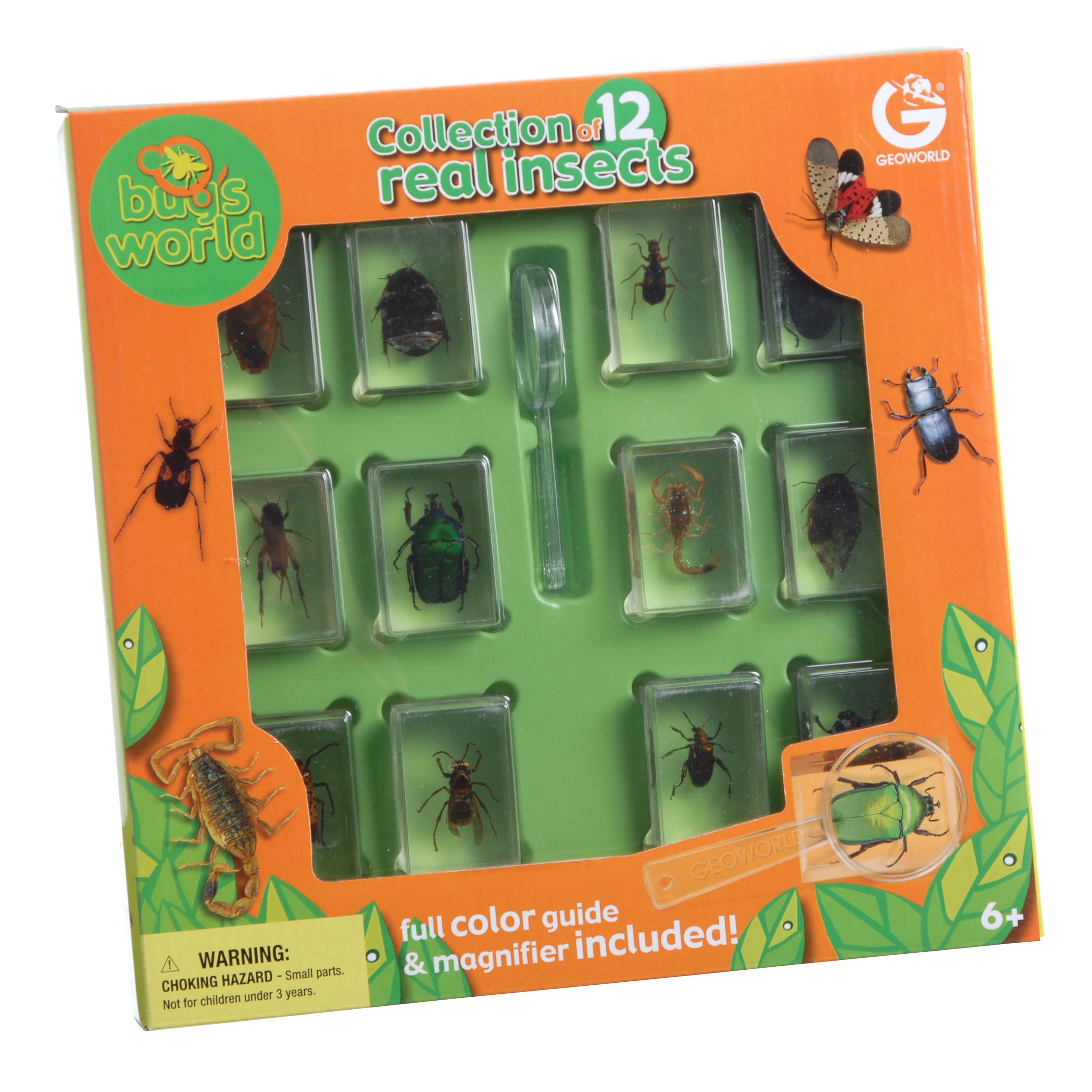 Bugs World Collection | 12 Encased Real Insects with Magnifying Glass