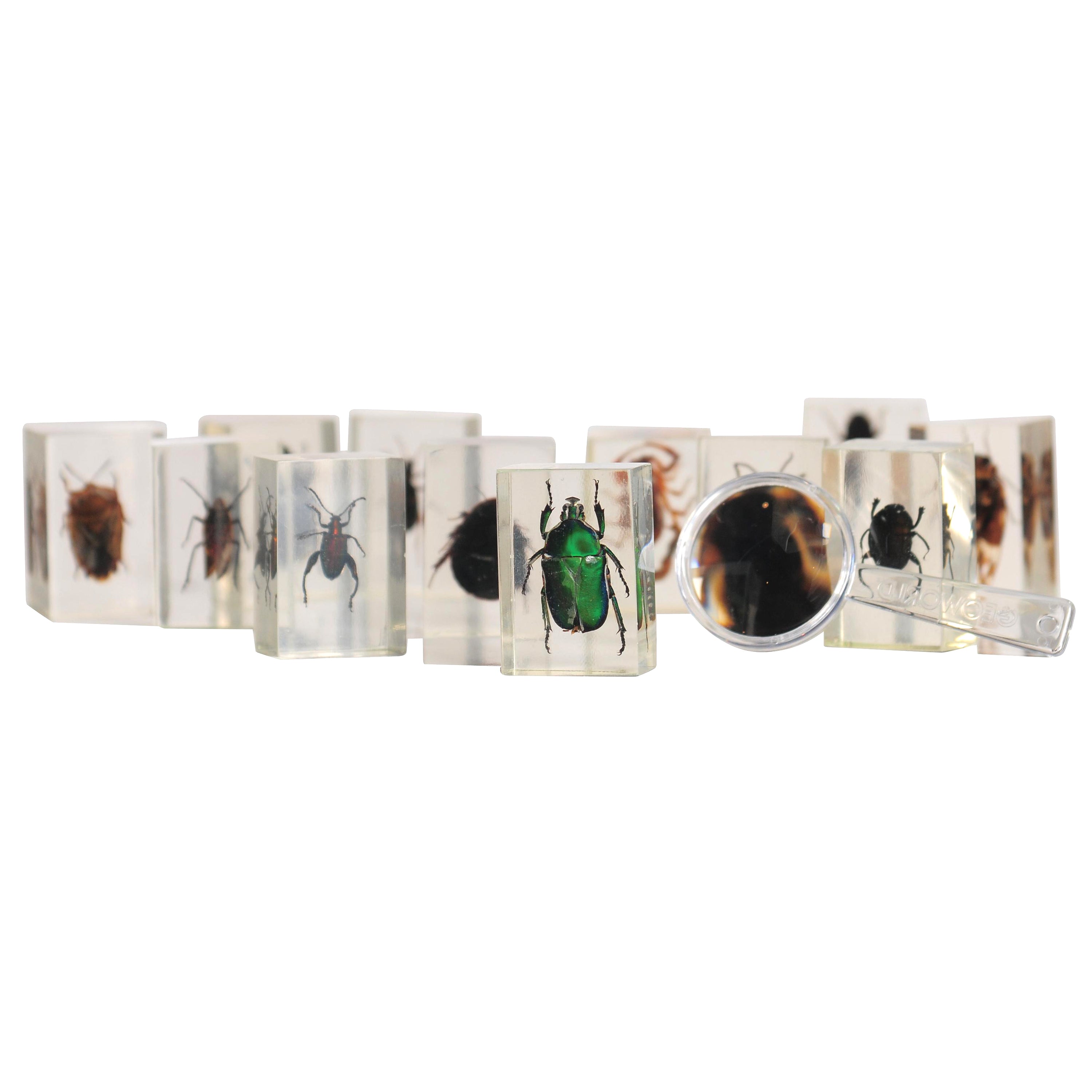 Bugs World Collection | 12 Encased Real Insects with Magnifying Glass