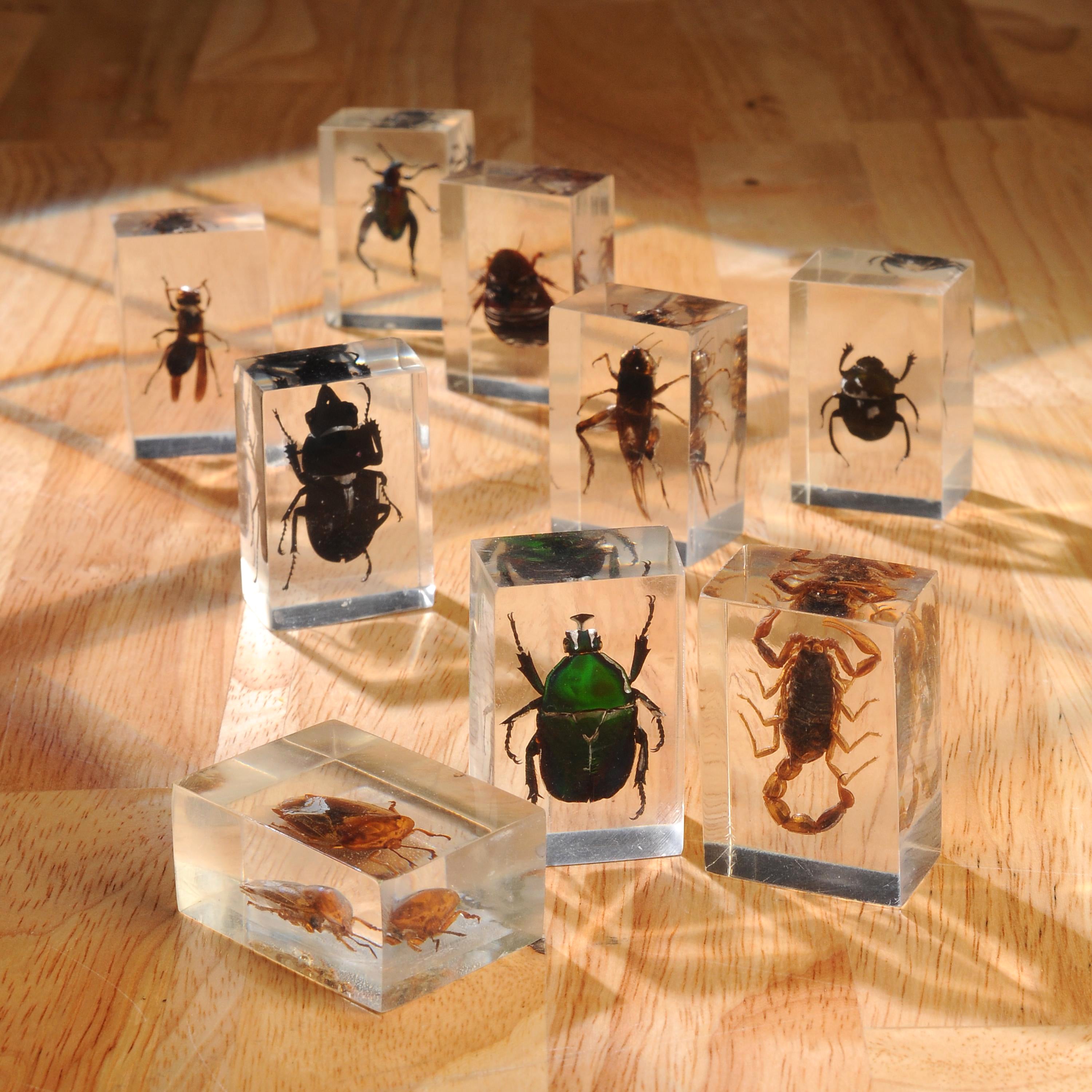 Bugs World Collection | 12 Encased Real Insects with Magnifying Glass