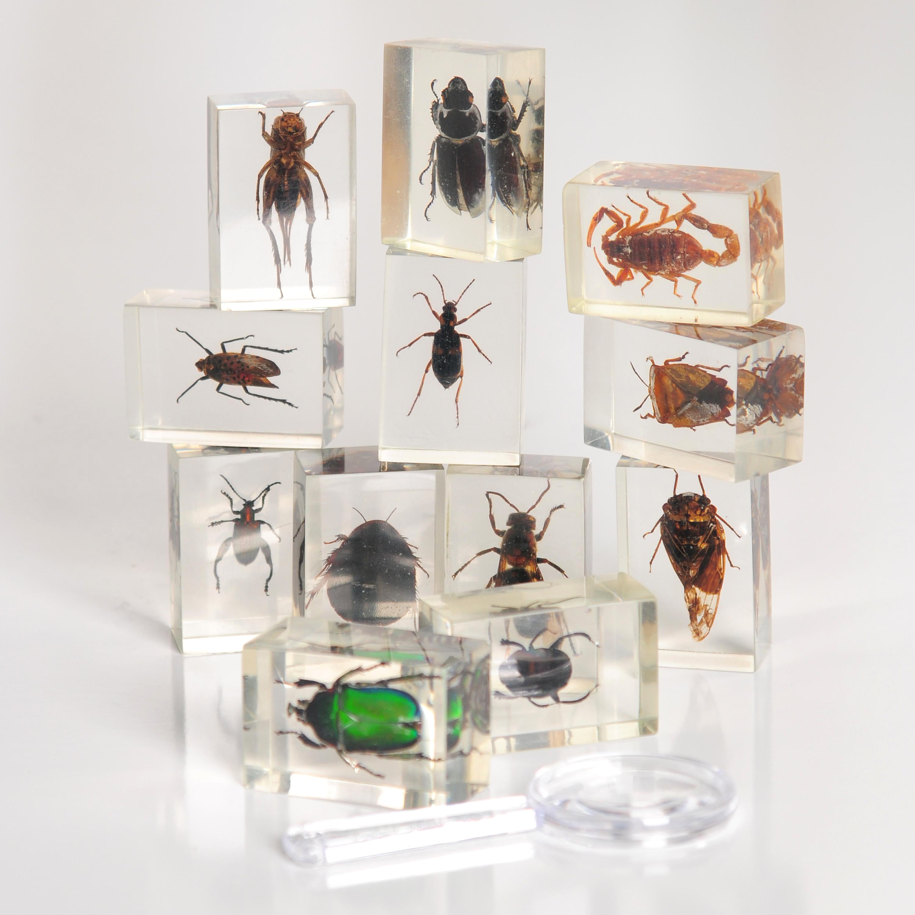 Bugs World Collection | 12 Encased Real Insects with Magnifying Glass