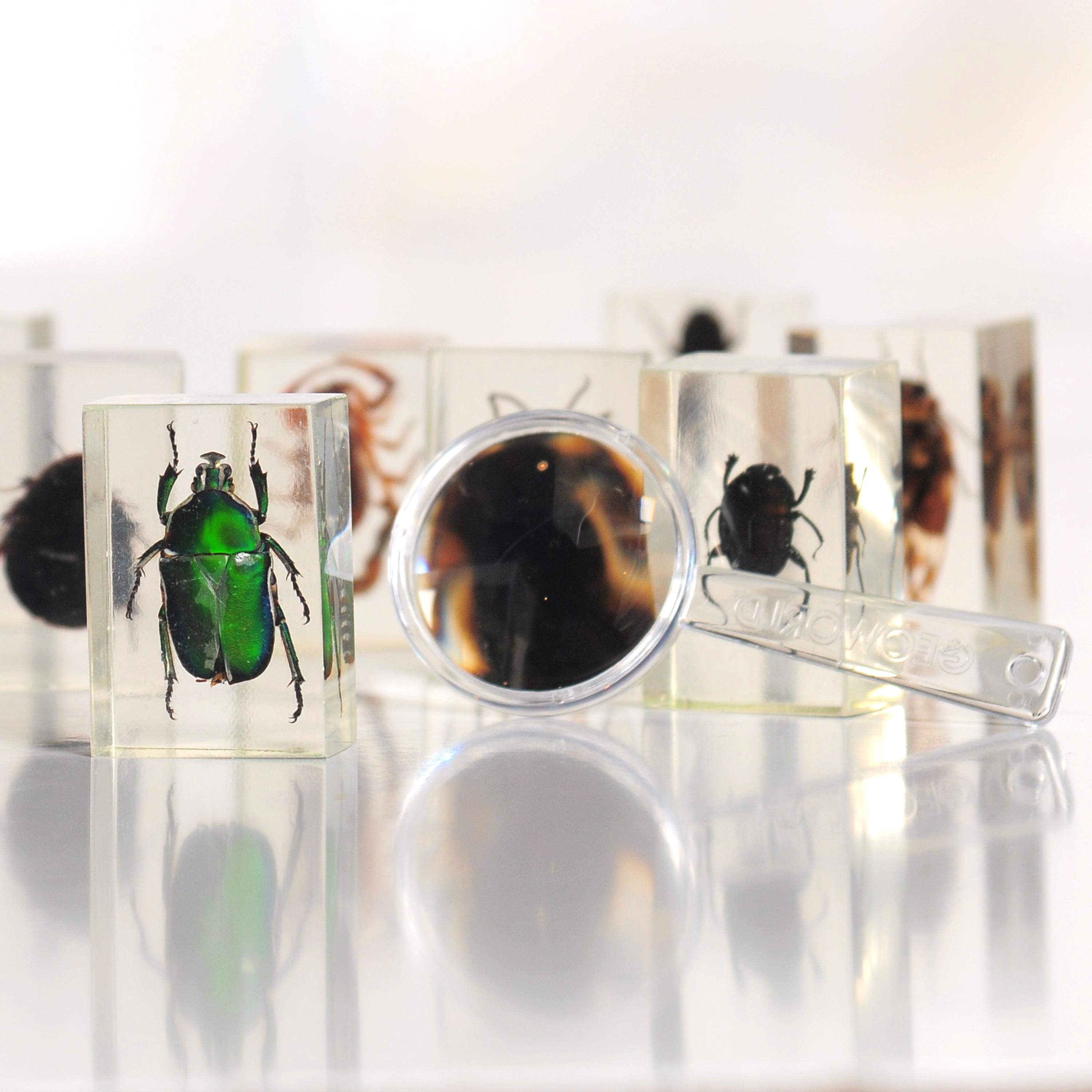 Bugs World Collection | 12 Encased Real Insects with Magnifying Glass