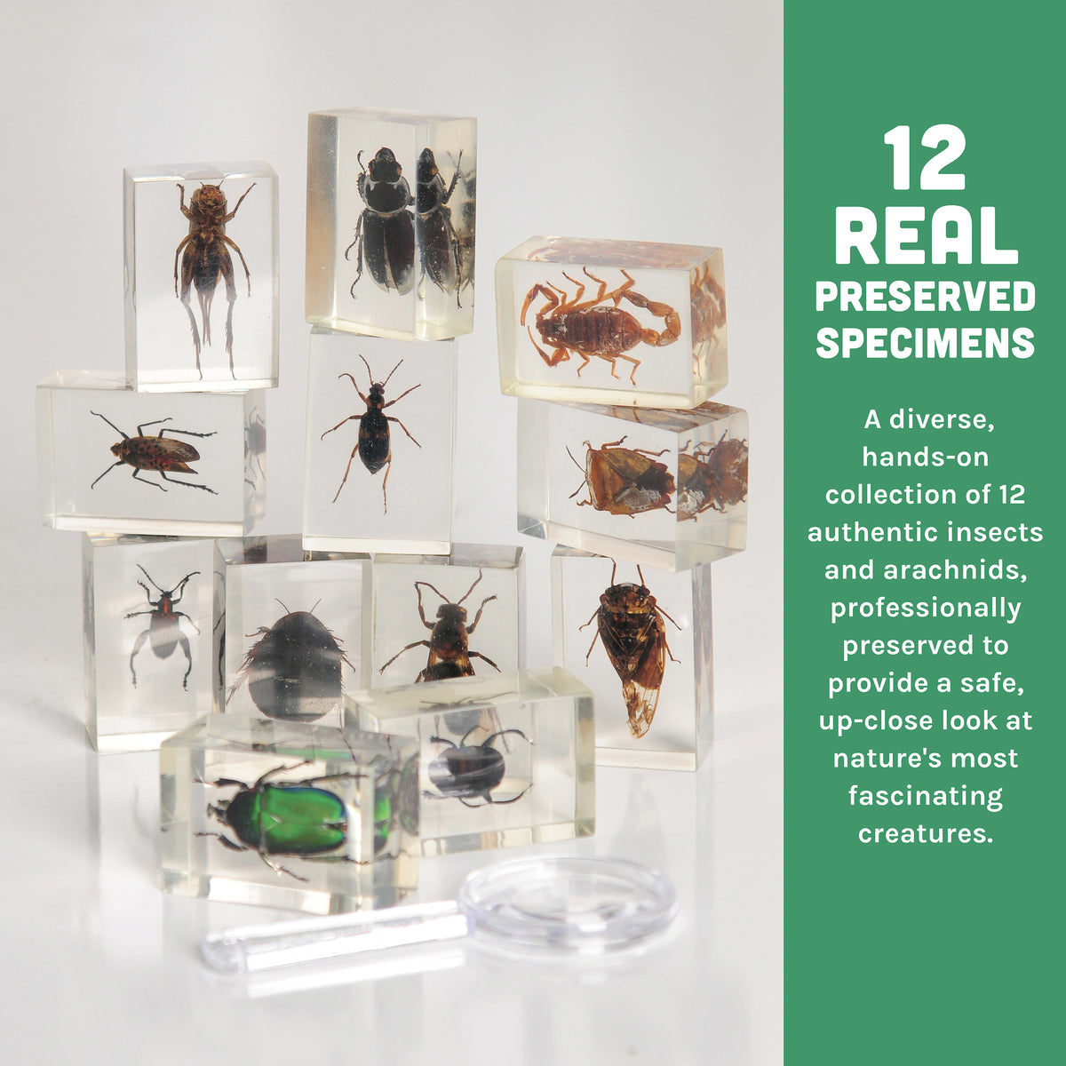 Bugs World Collection | 12 Encased Real Insects with Magnifying Glass