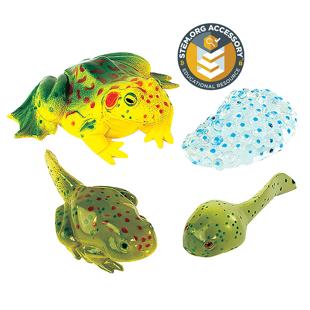 Frog Life Cycle Figurines | 4-Piece Educational STEM Set
