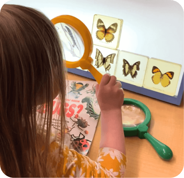 insect theme
