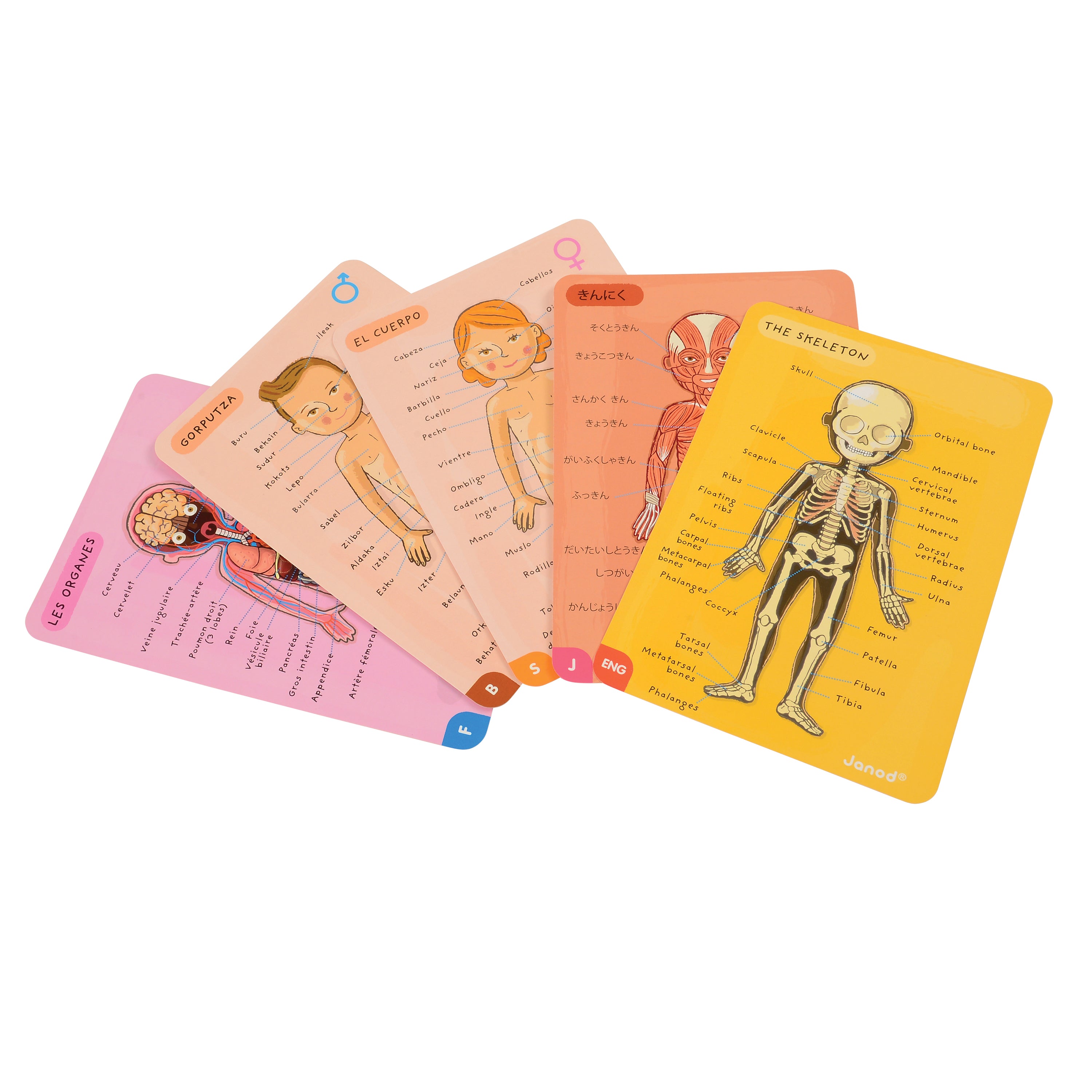 Magnetic Body Puzzle - Learn about the Body