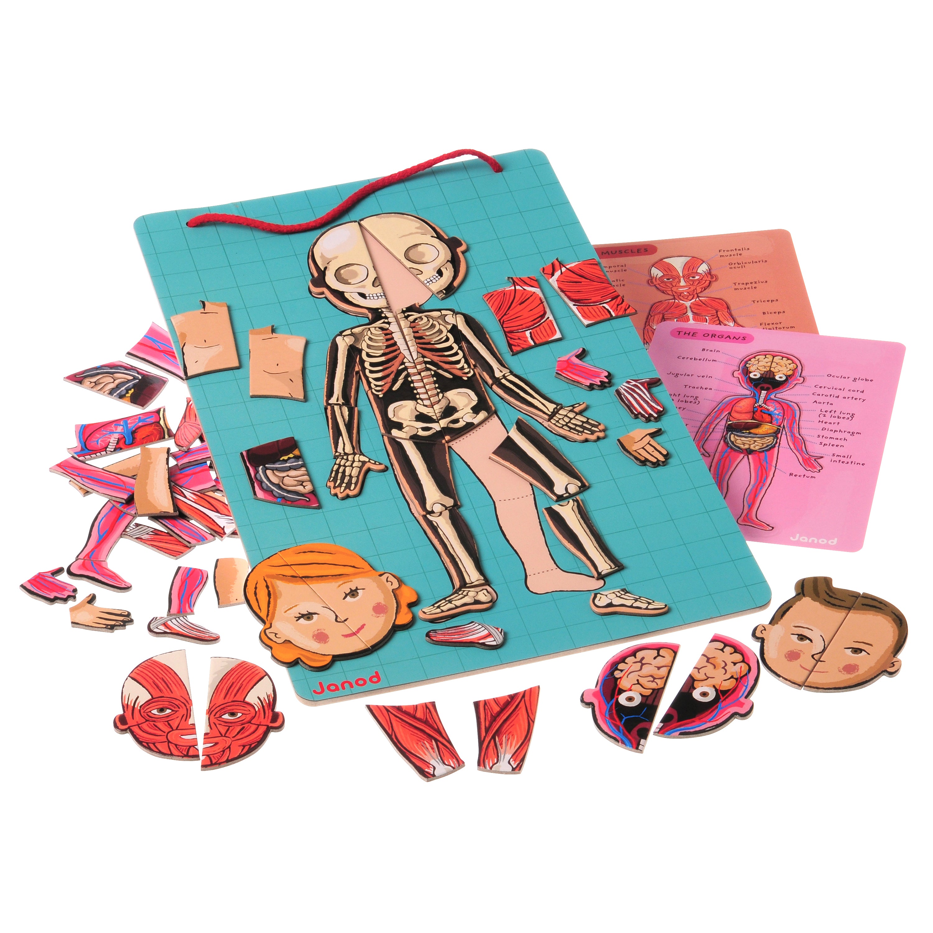 Magnetic Body Puzzle - Learn about the Body