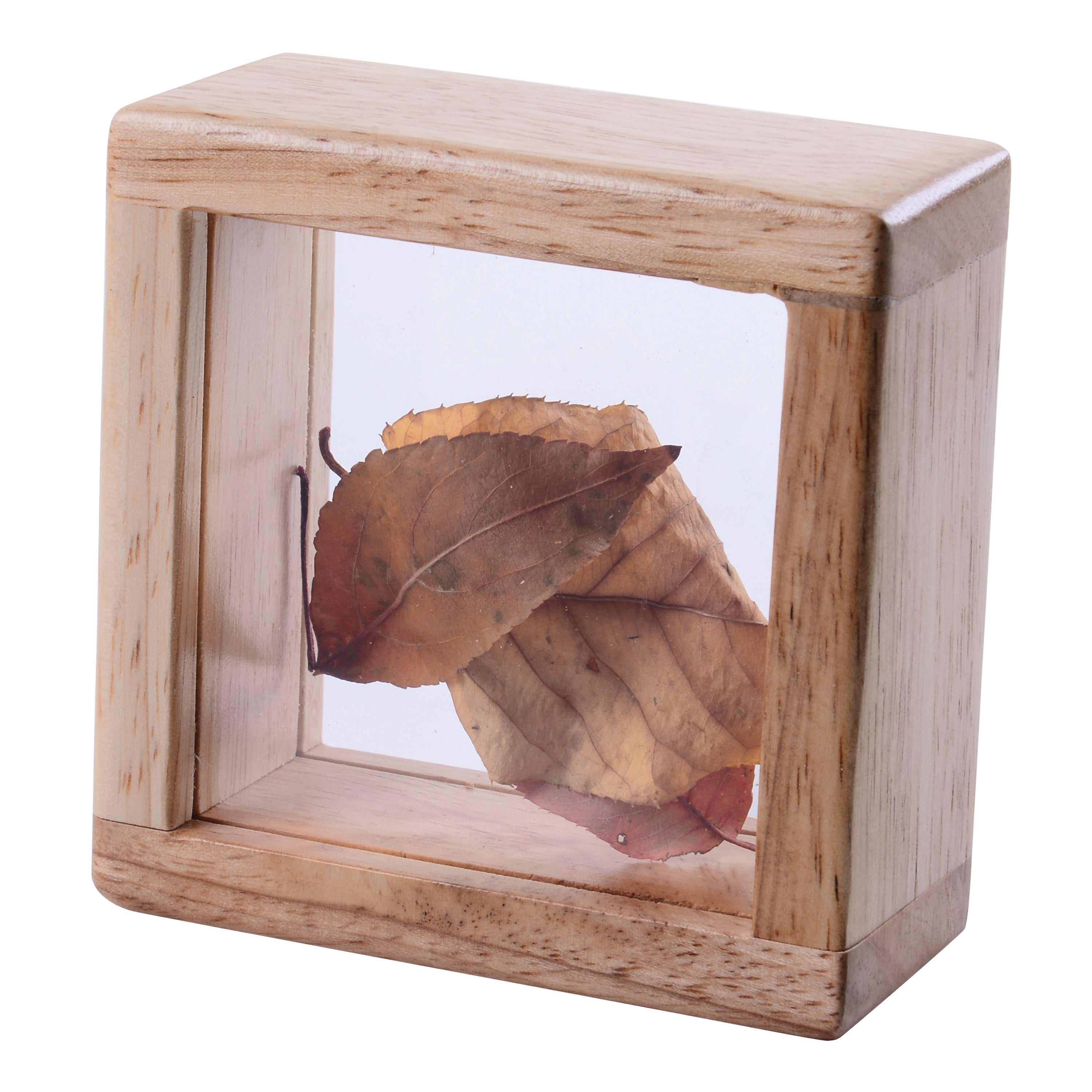 Wooden box with a clear front displaying a dried leaf on a white background