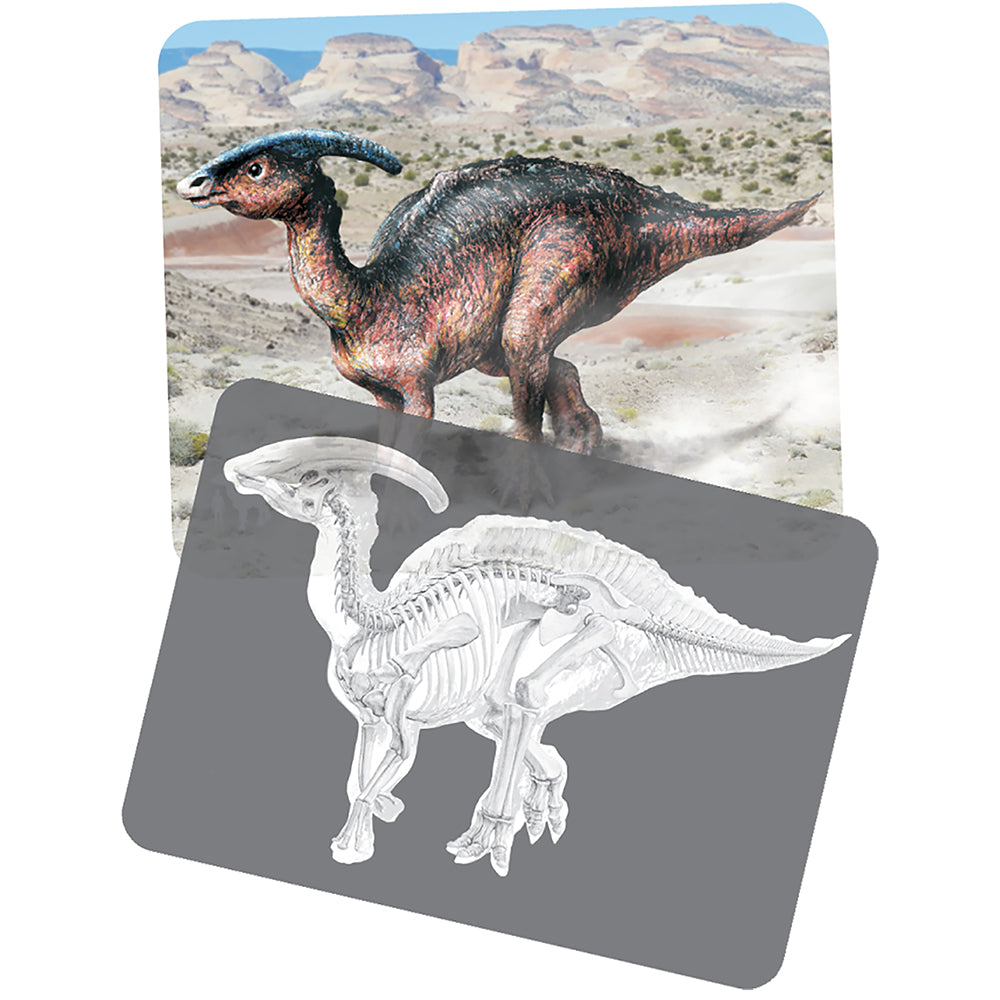 Dinosaur Picture Cards & X-Rays