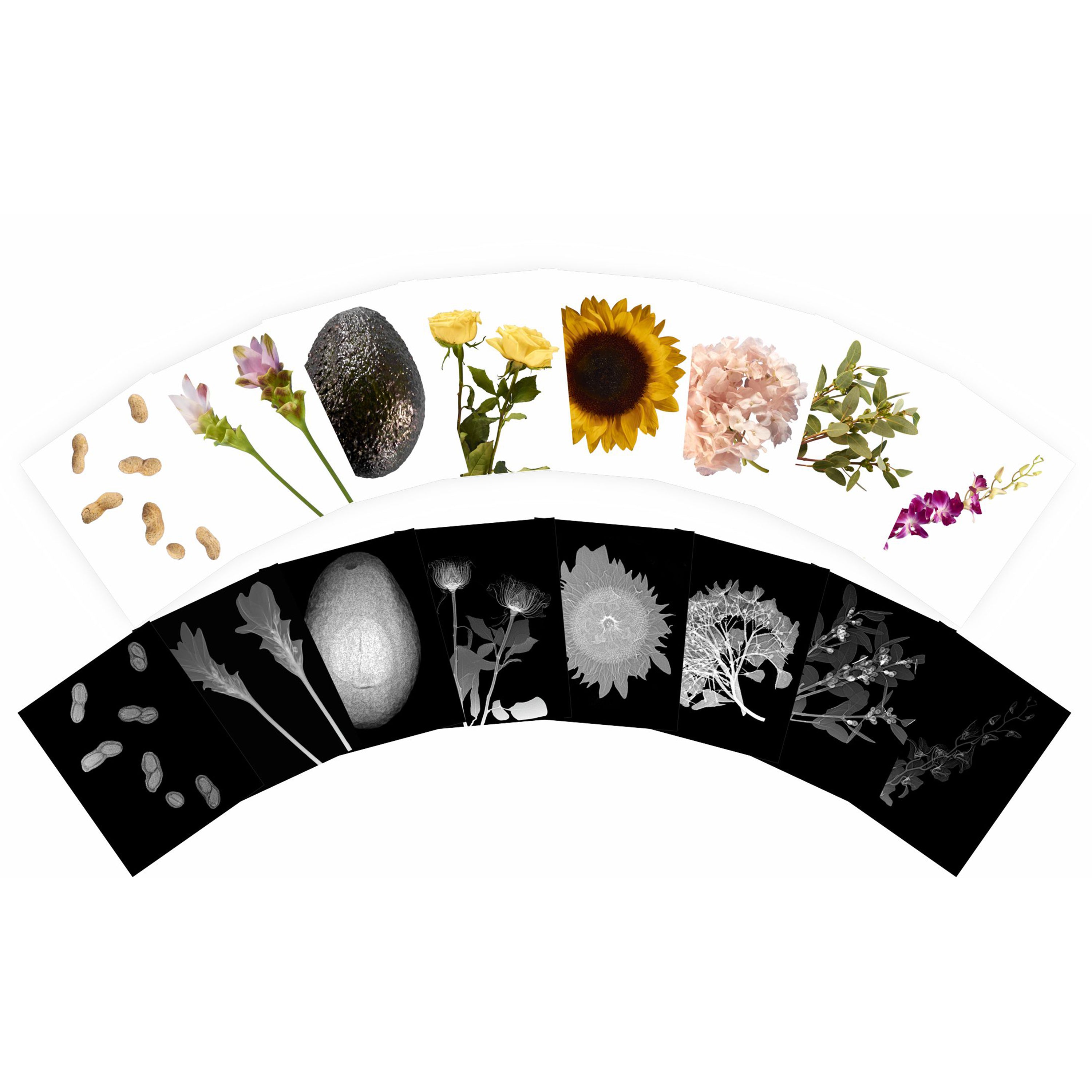 Set of botanical illustrations on a white and black background