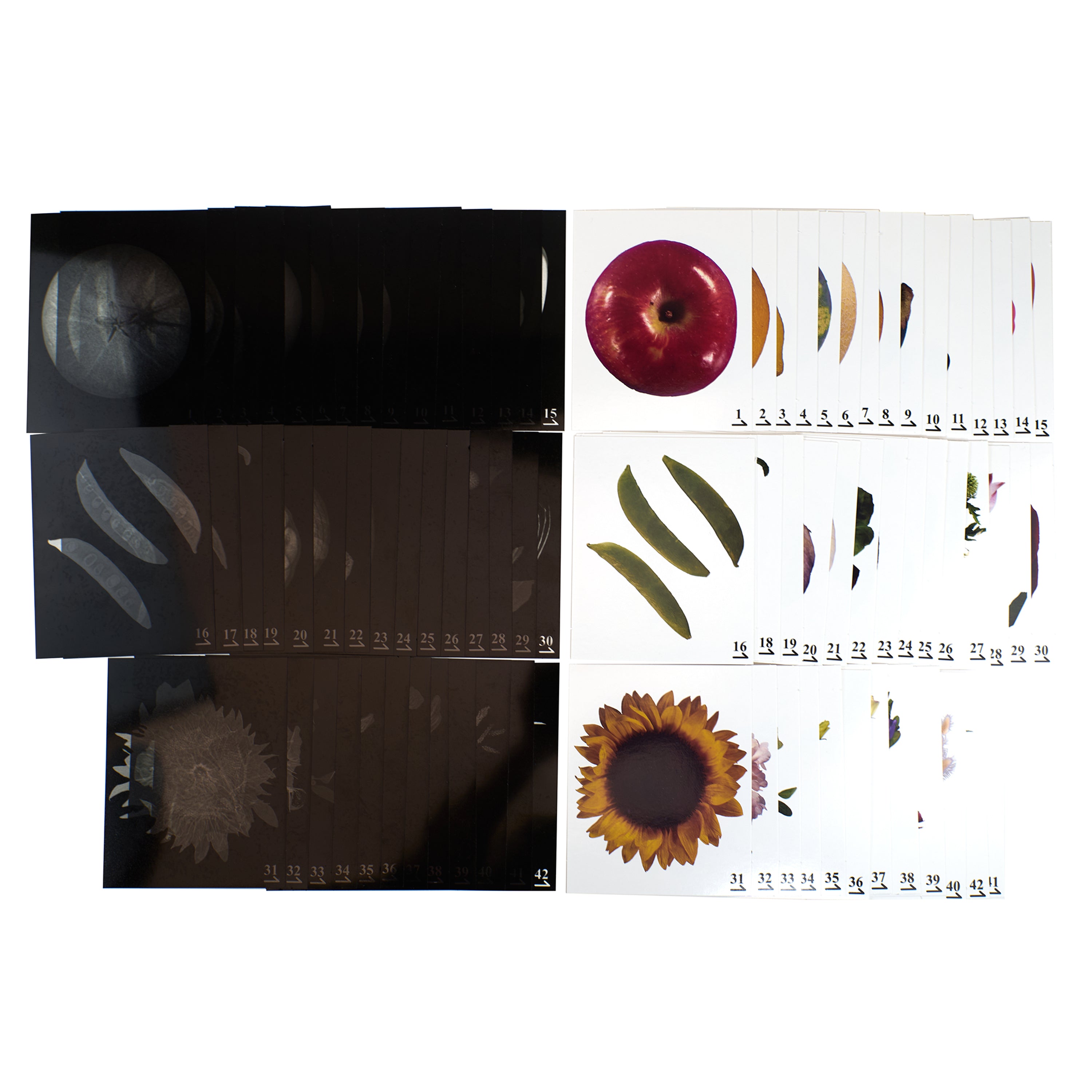 Set of plant-themed images with black, white, and red colors on a white background