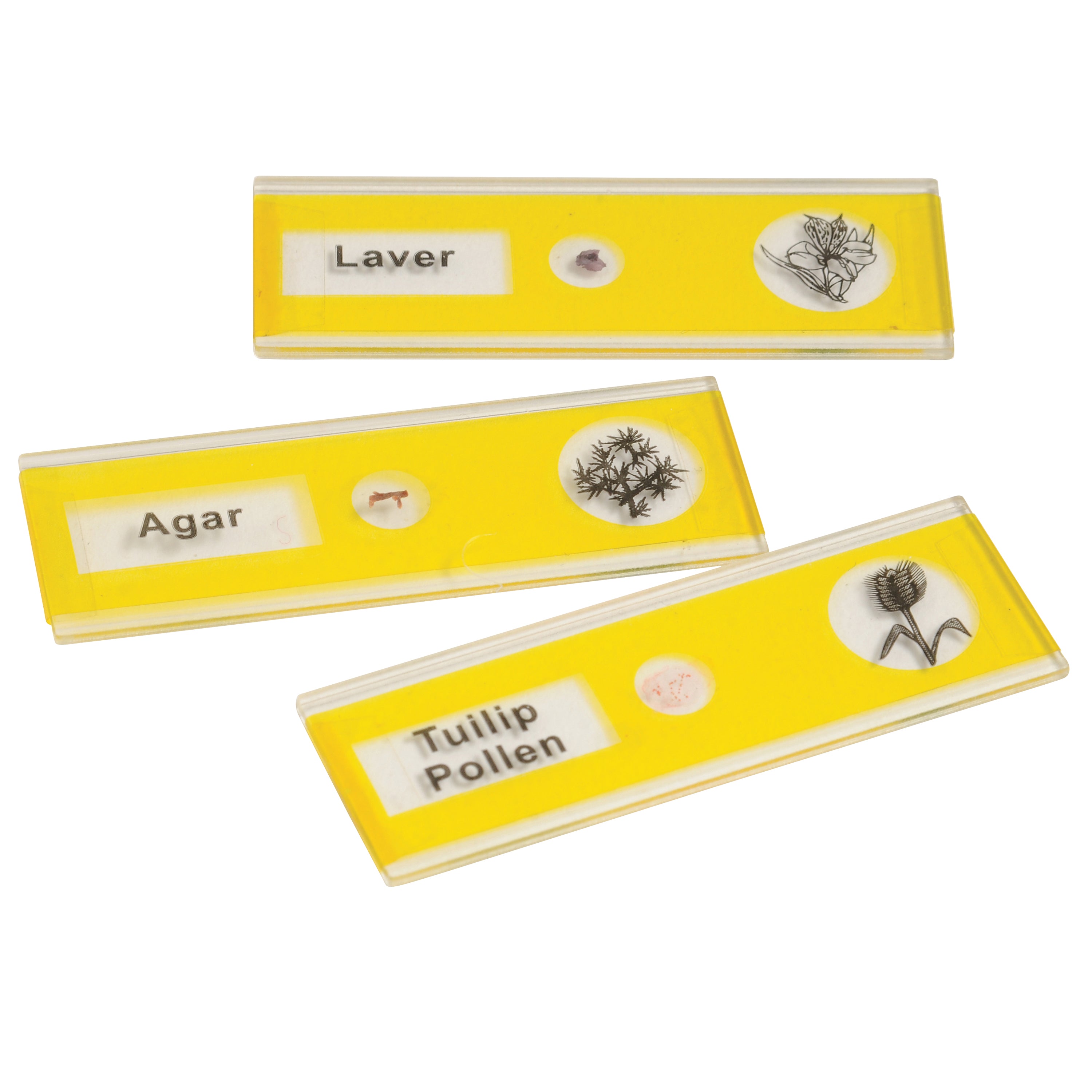 Prepared Slide Kit - Plants