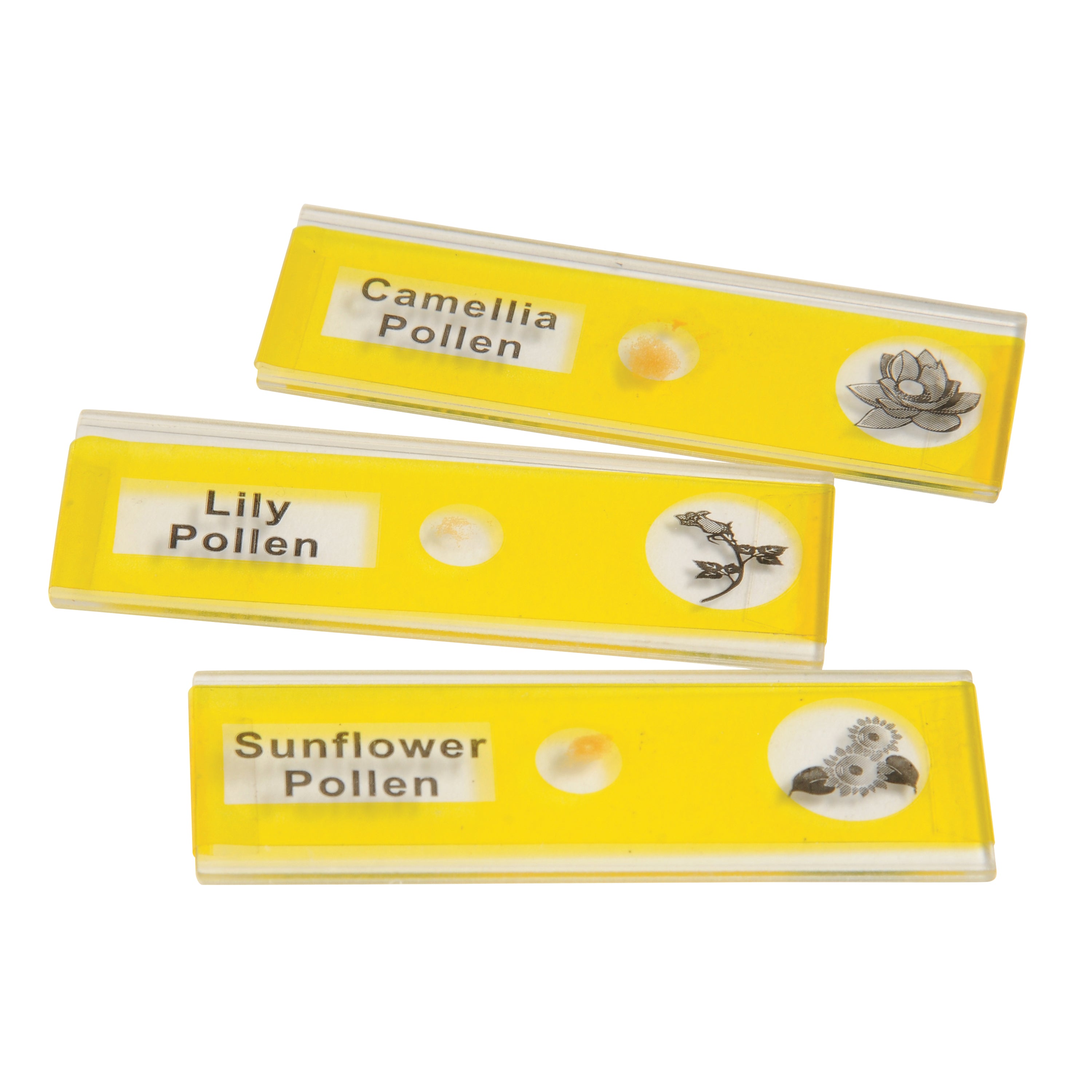 Prepared Slide Kit - Plants