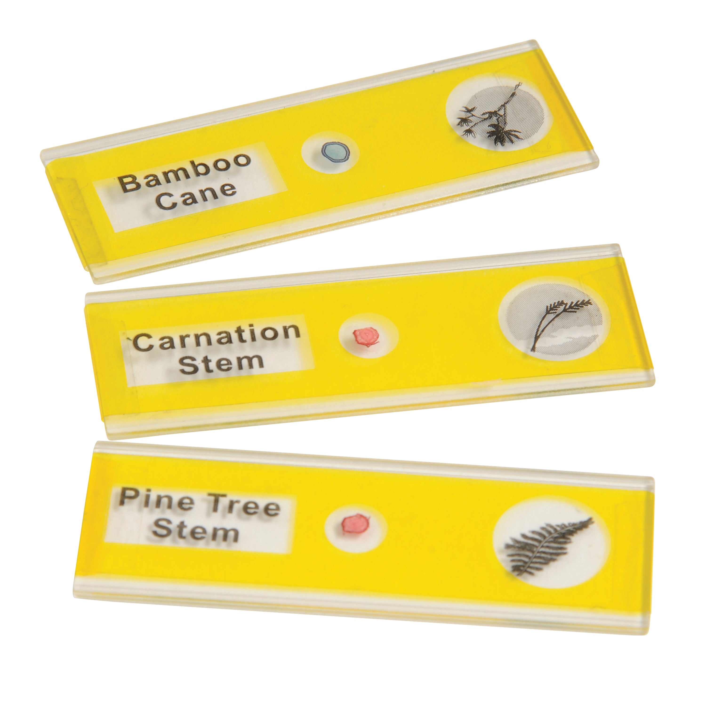 Prepared Slide Kit - Plants