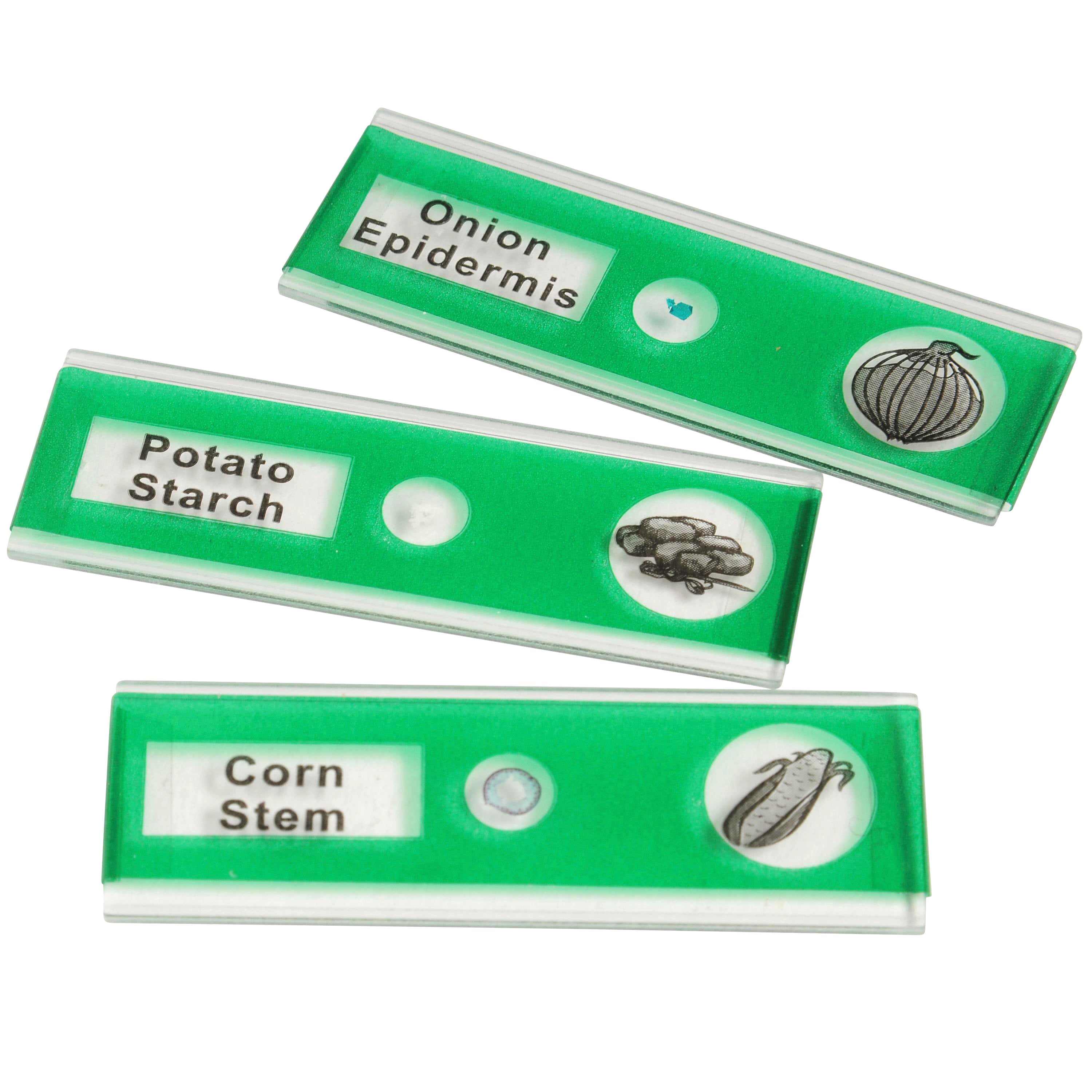 Prepared Slide Kit - Vegetables