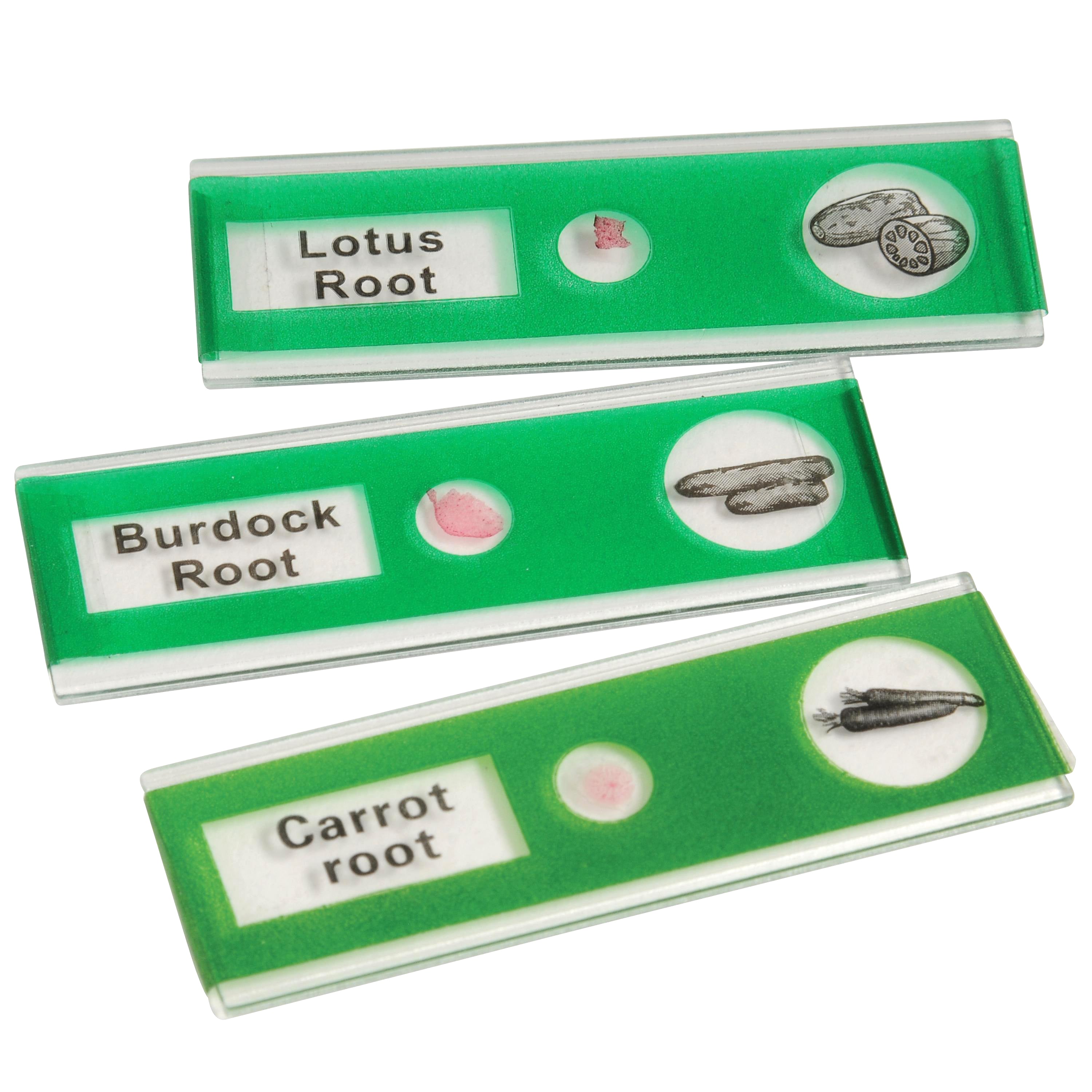 Prepared Slide Kit - Vegetables