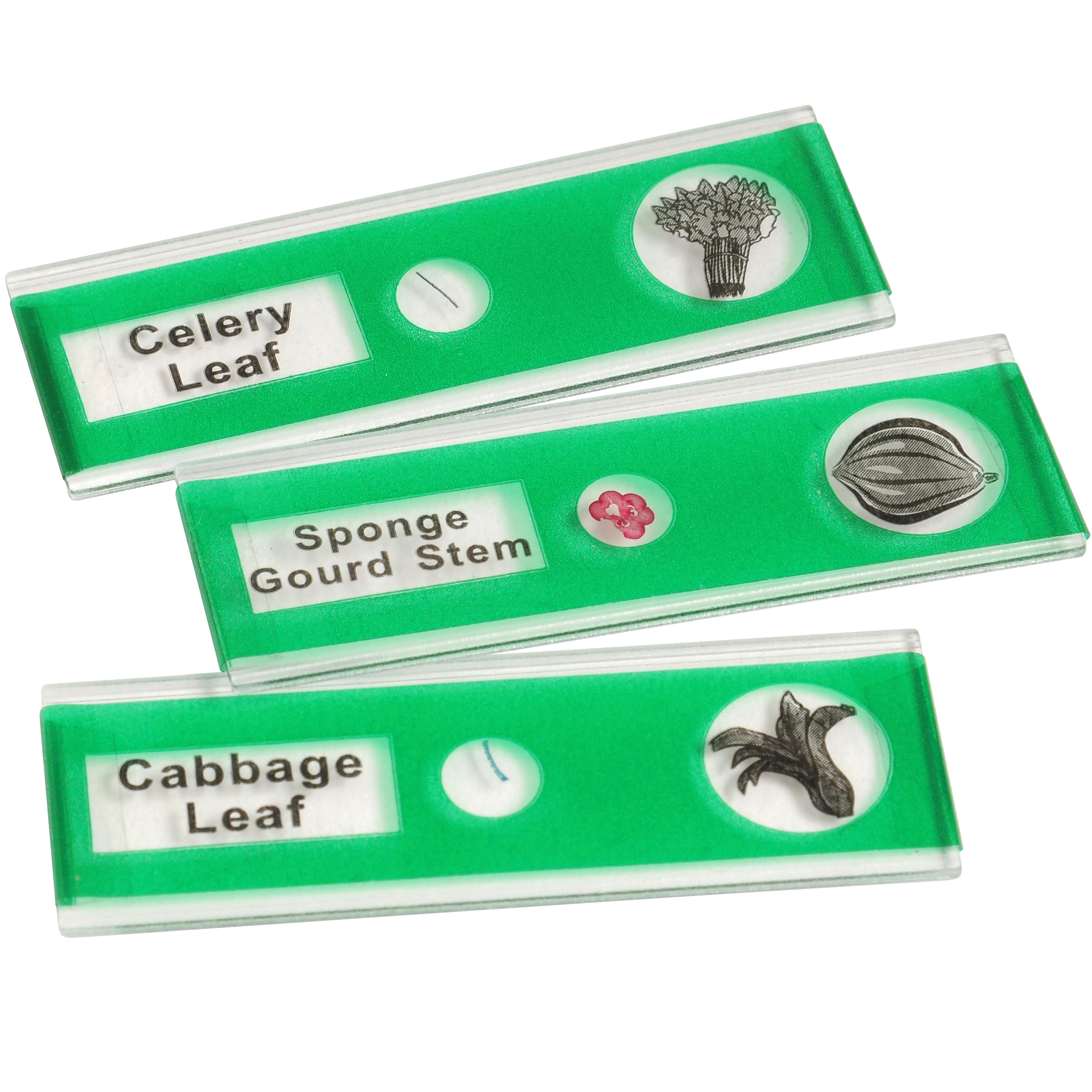 Prepared Slide Kit - Vegetables