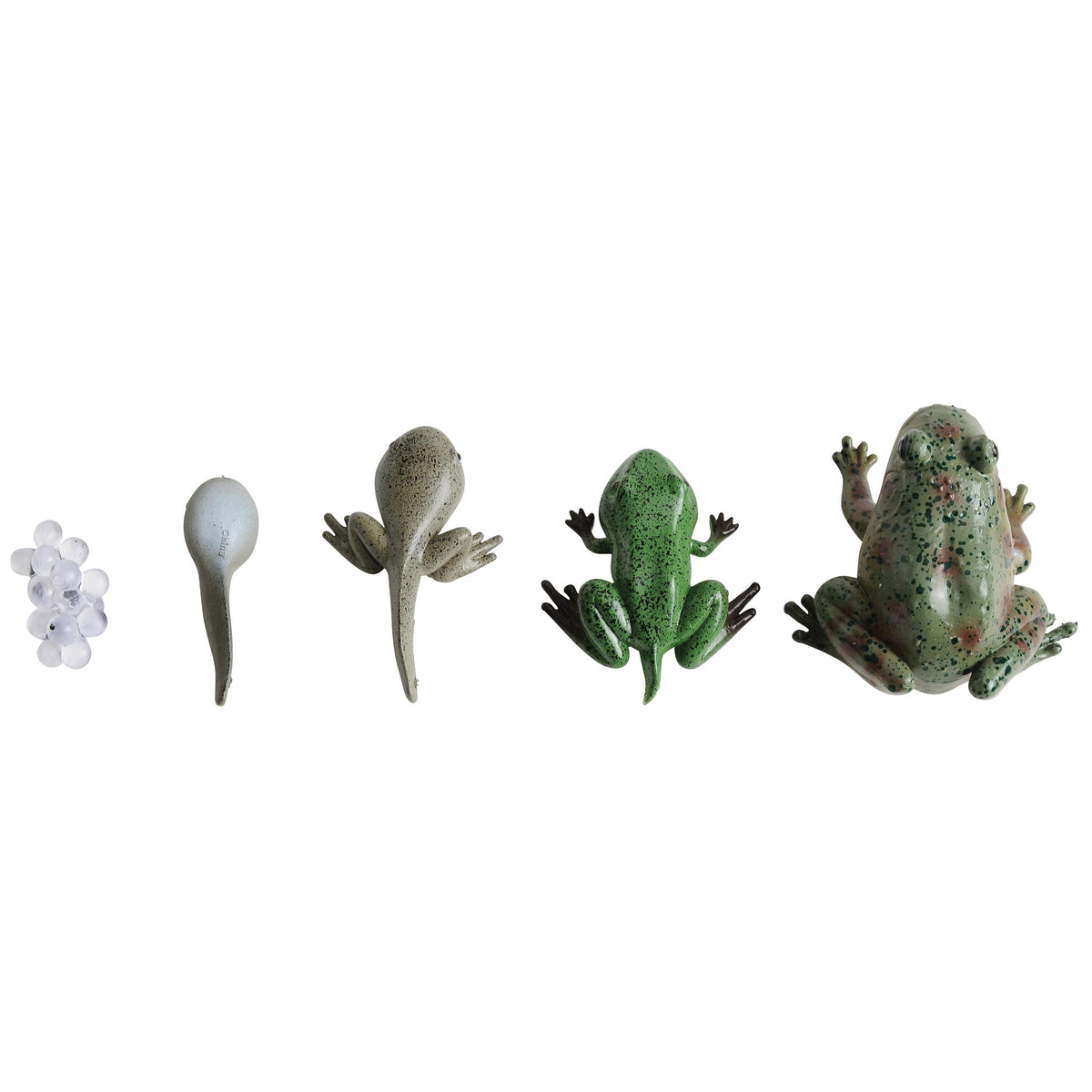 Frog Metamorphosis Set
