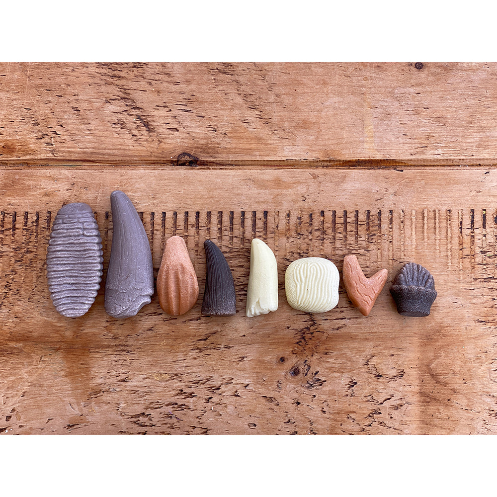 8 Piece Set of Prehistoric Teeth Replicas
