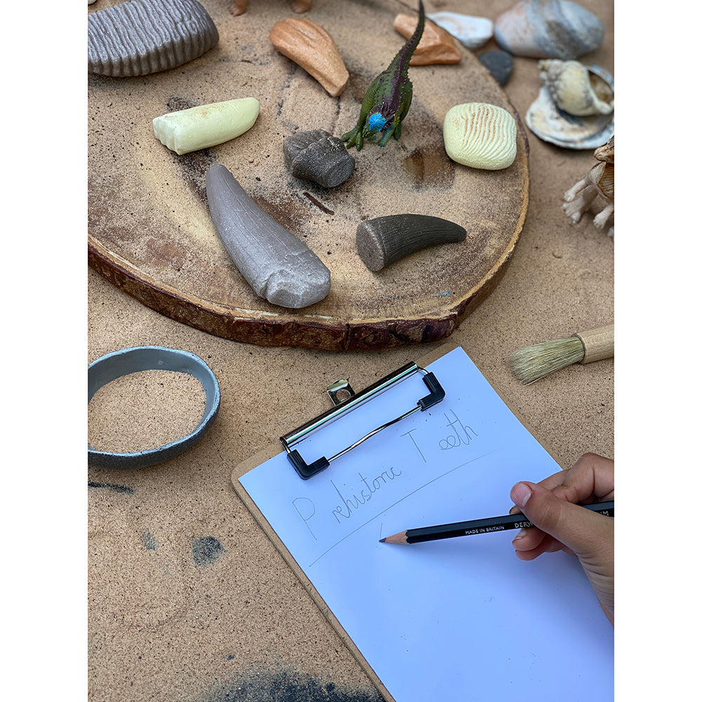 Studying Prehistoric Teeth