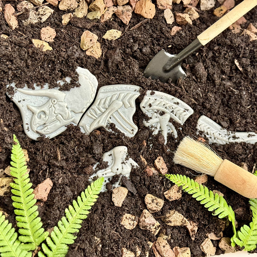 Triceratops Fossil Puzzle Buried in Dirt