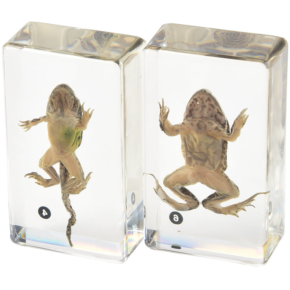Frog Life Cycle Exploration Set