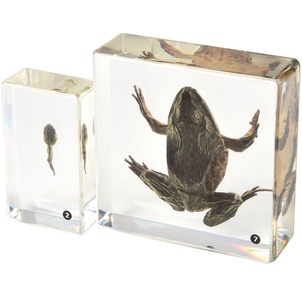 From Tadpole to Adult Frog