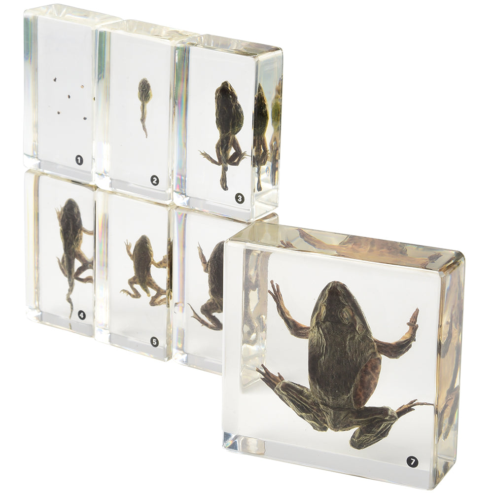 Frog Life Cycle Exploration Set | 7-Piece Poly-Resin Stages