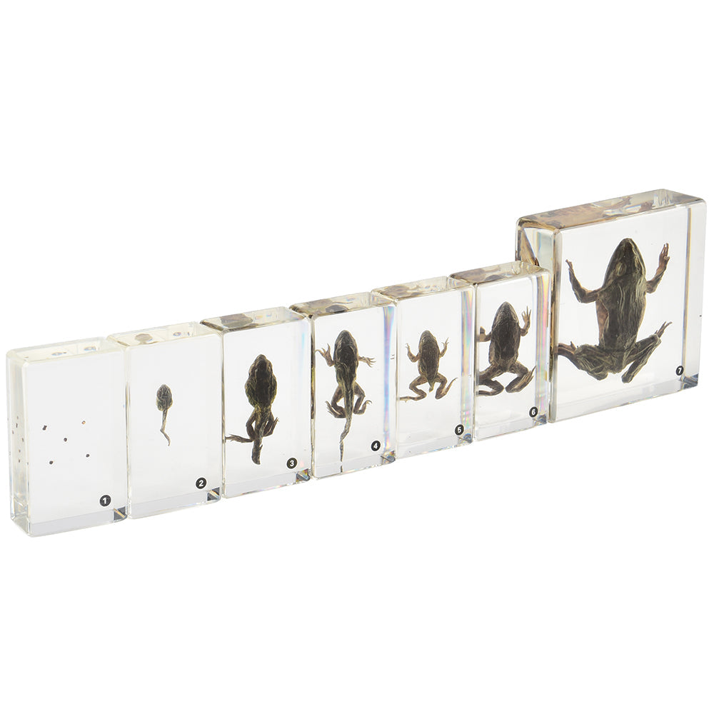 Frog Life Cycle Exploration Set | 7-Piece Poly-Resin Stages