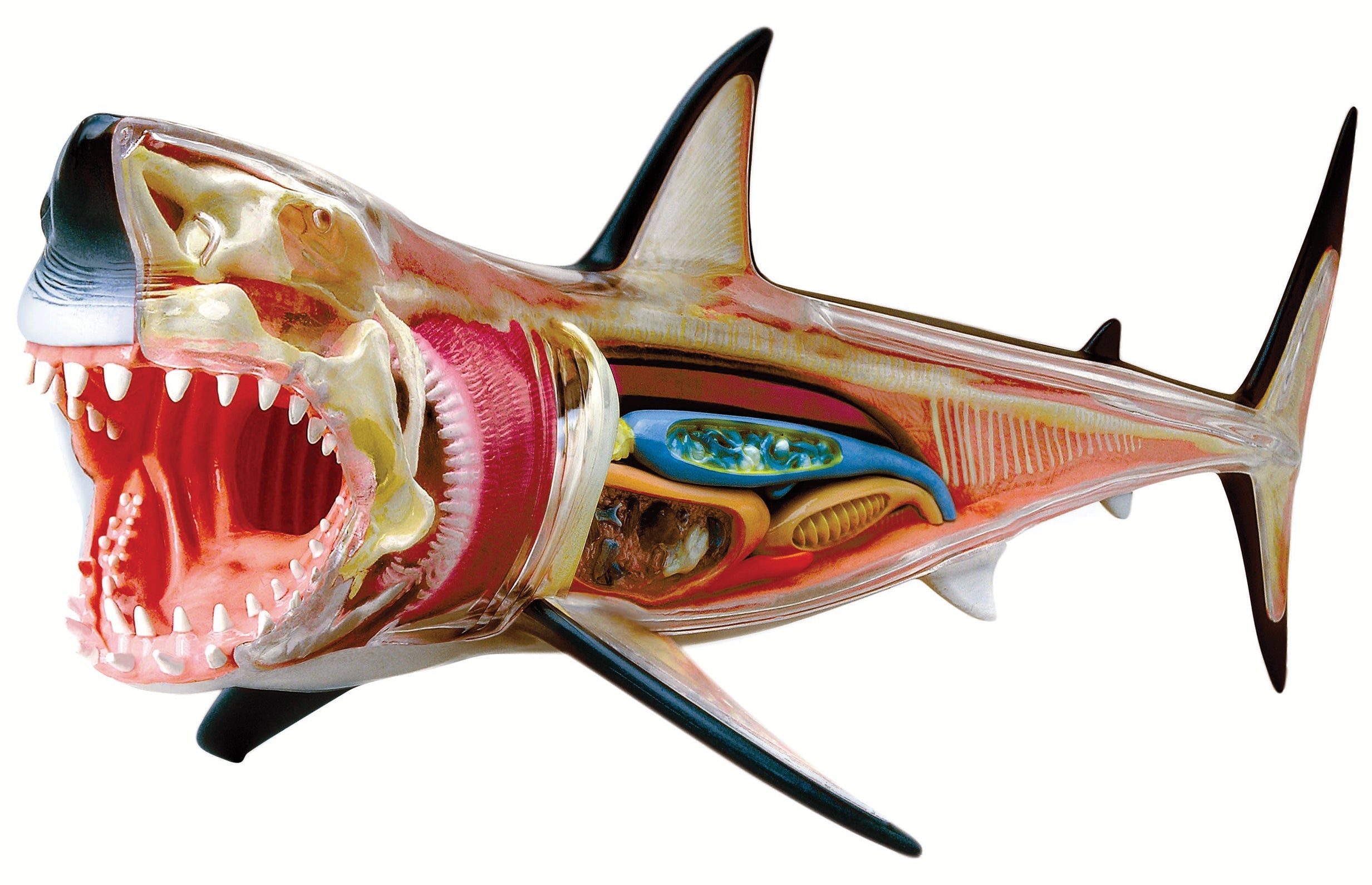 4D Vision Great White Shark Anatomy Model