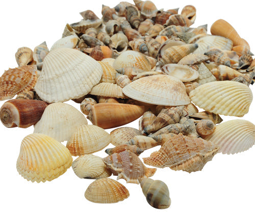 Seashells - Over 100 Included - Various Kinds, Sizes & Shapes