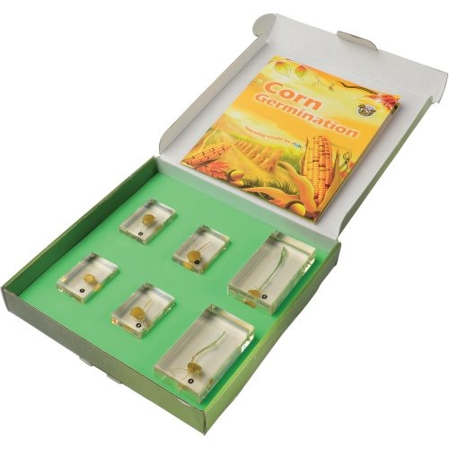 Encased Corn Germination Stages 6-Piece Set Packaging